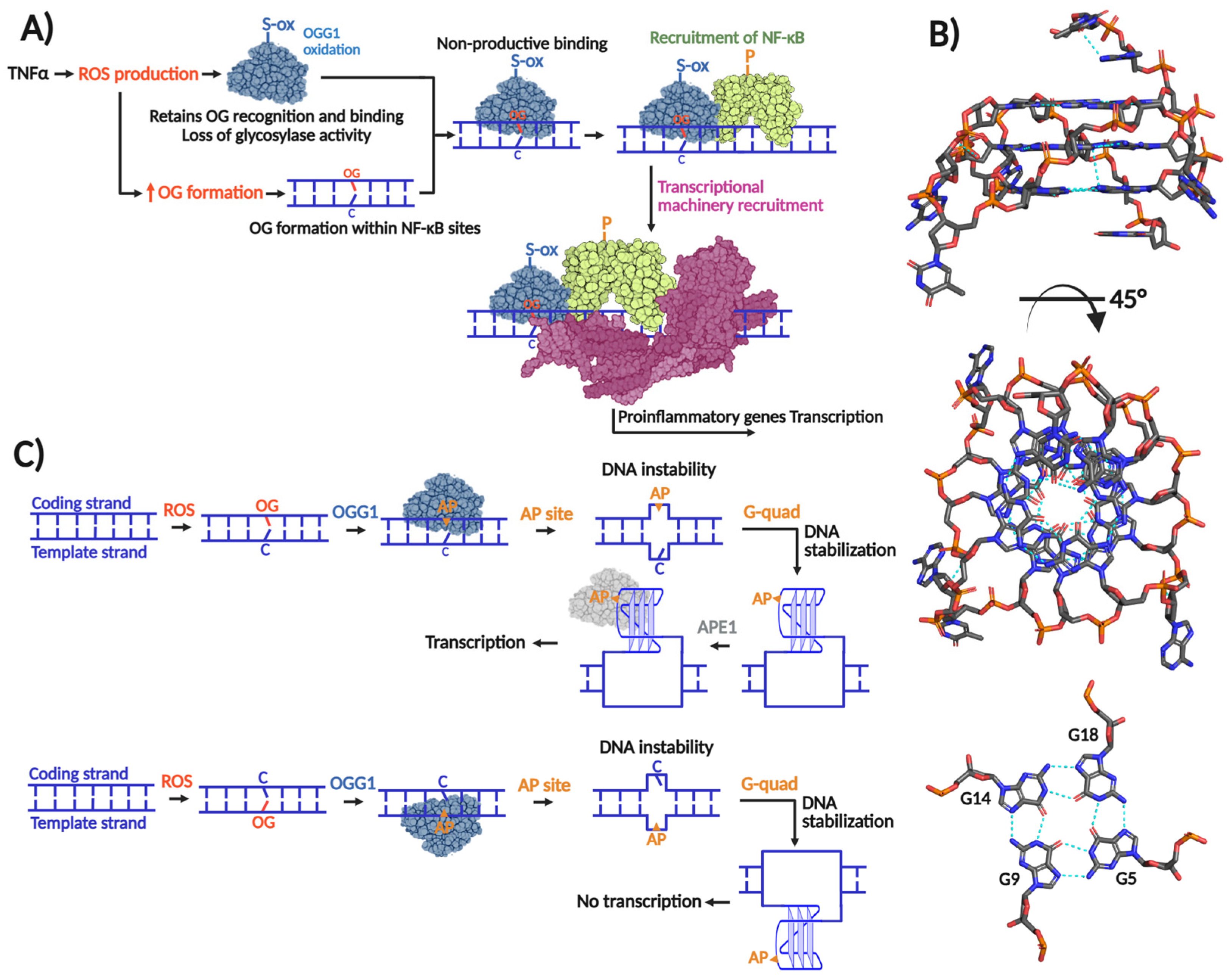 Biomolecules 16 00257 g002