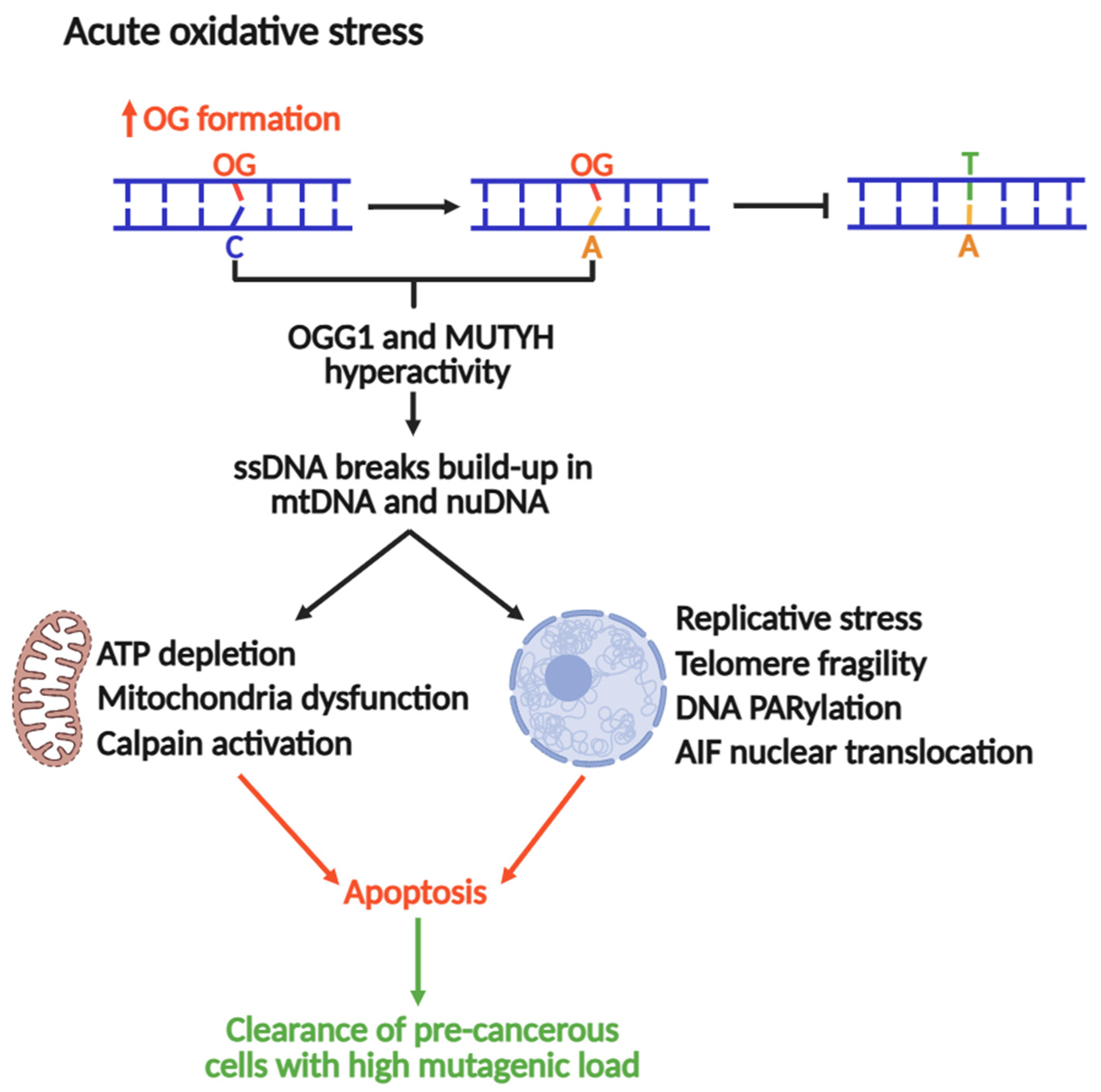 Biomolecules 16 00257 g005