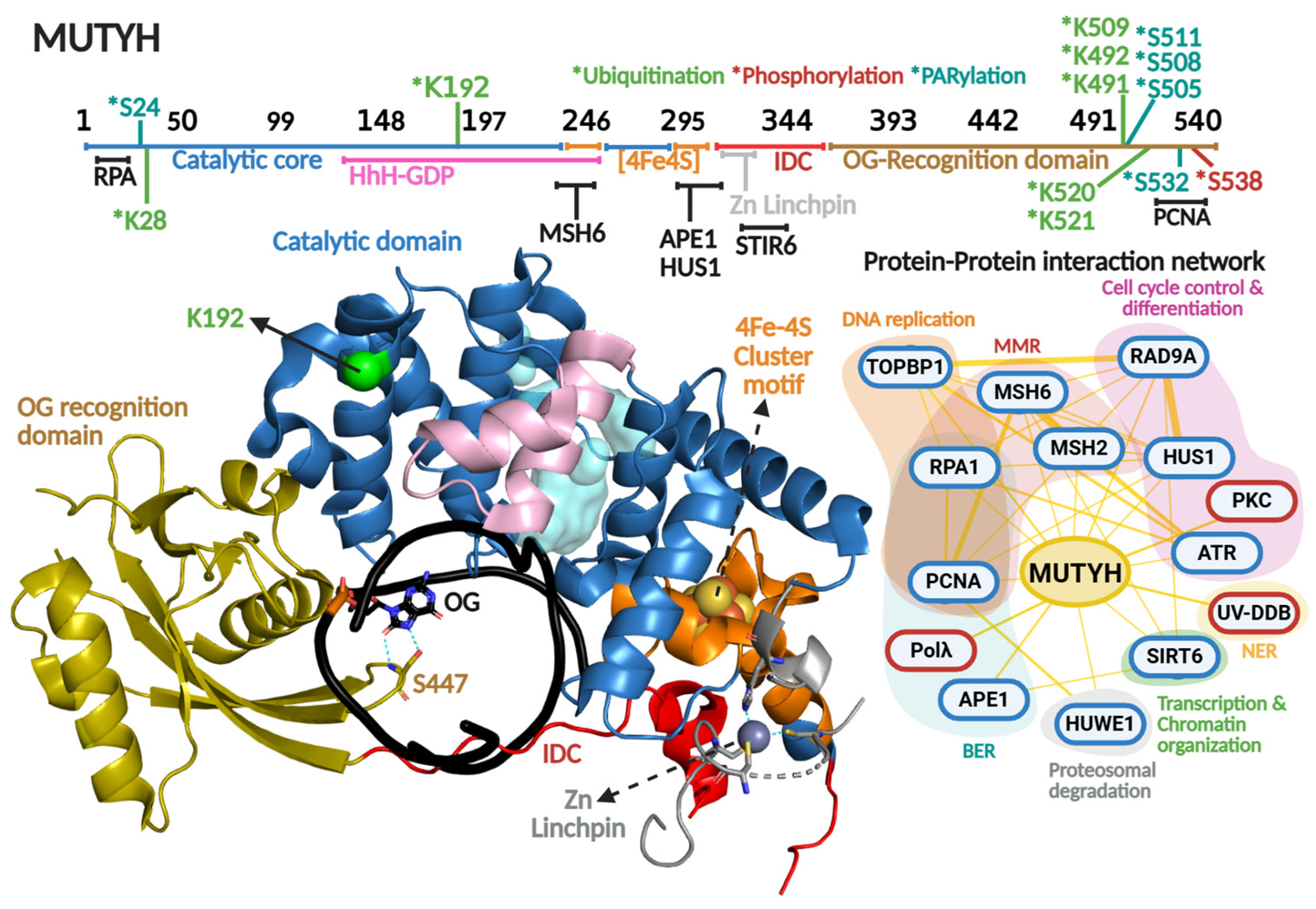 Biomolecules 16 00257 g007