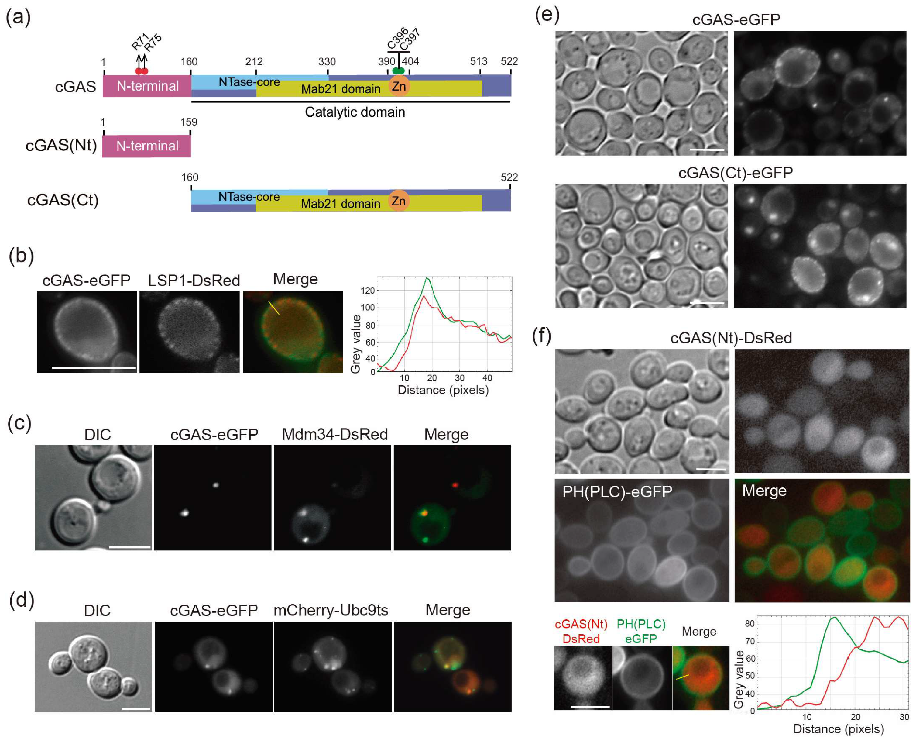 Biomolecules 16 00259 g001 Biomolecules 16 00259 g001