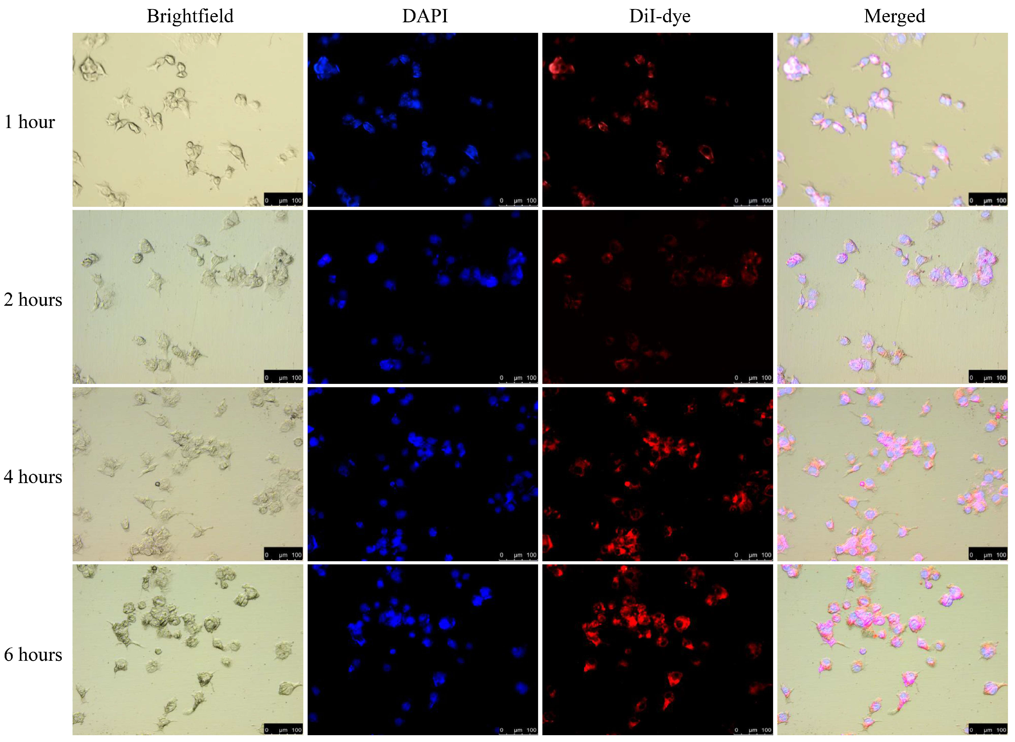 Biomolecules 16 00269 g007 Biomolecules 16 00269 g007