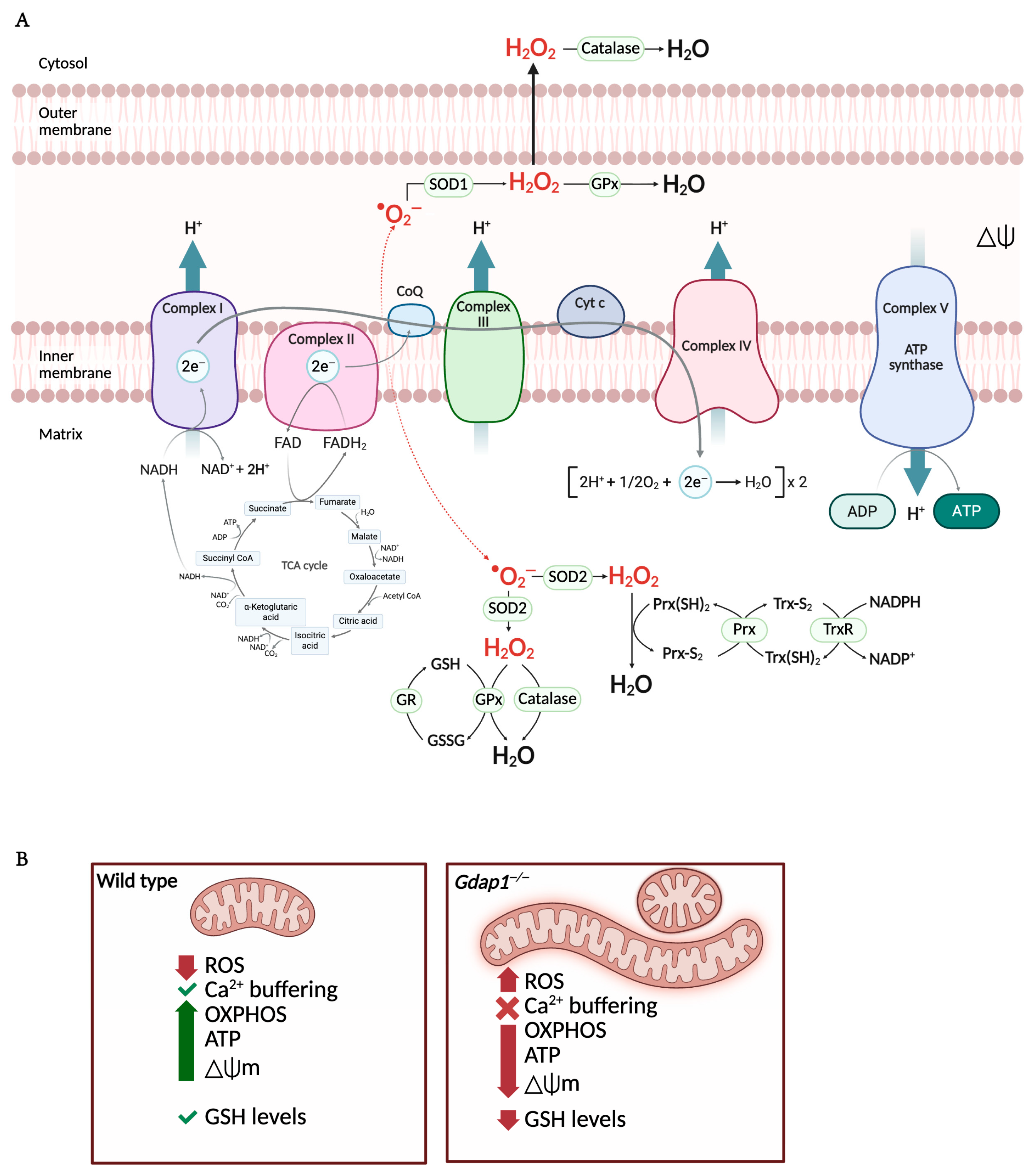 Biomolecules 16 00280 g006