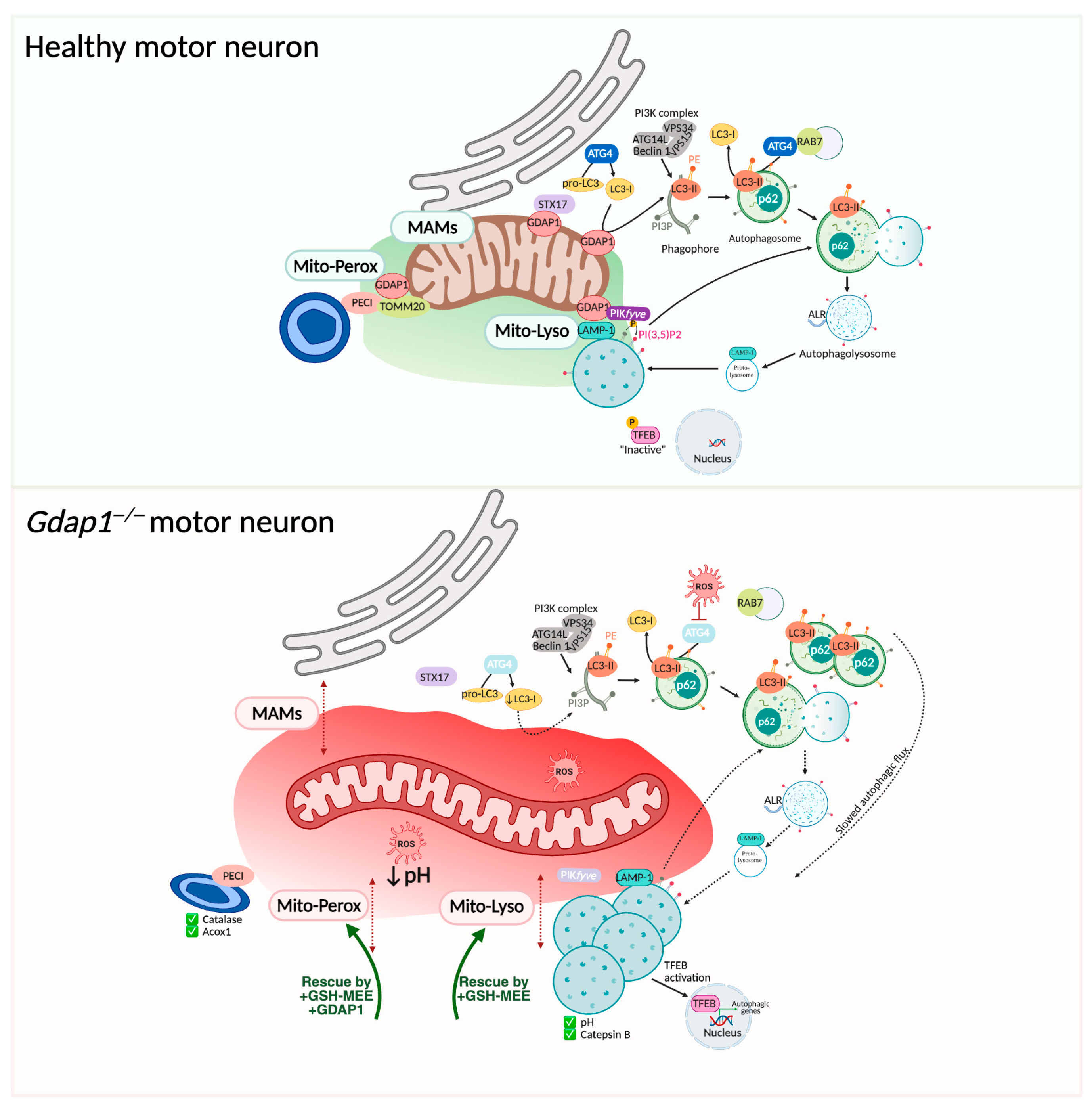 Biomolecules 16 00280 g008