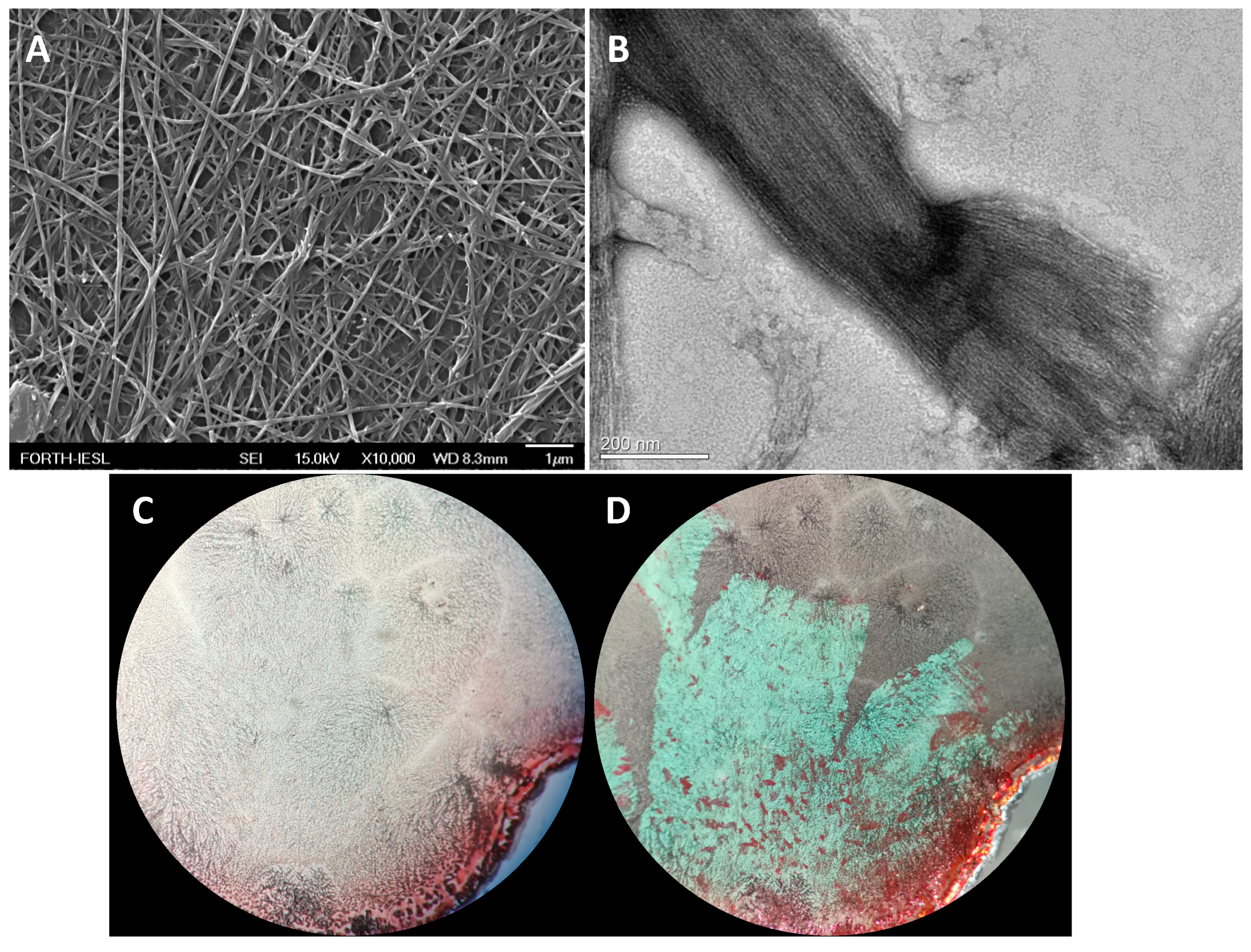 Biomolecules 16 00284 g001