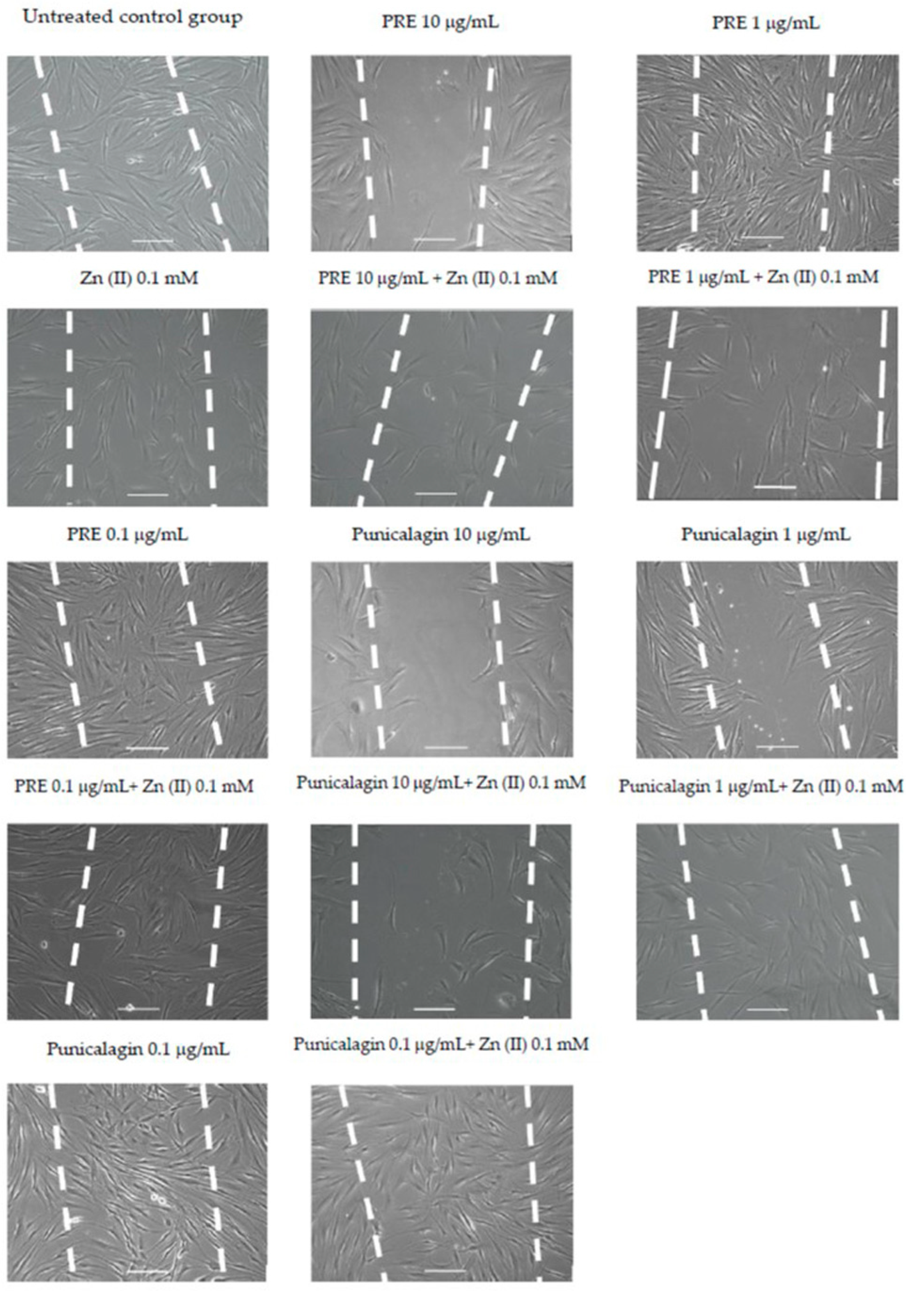 Biomolecules 16 00287 g004