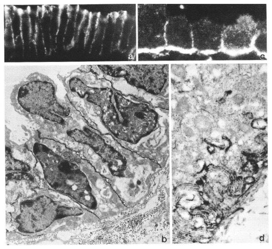 Biomolecules 16 00293 g004