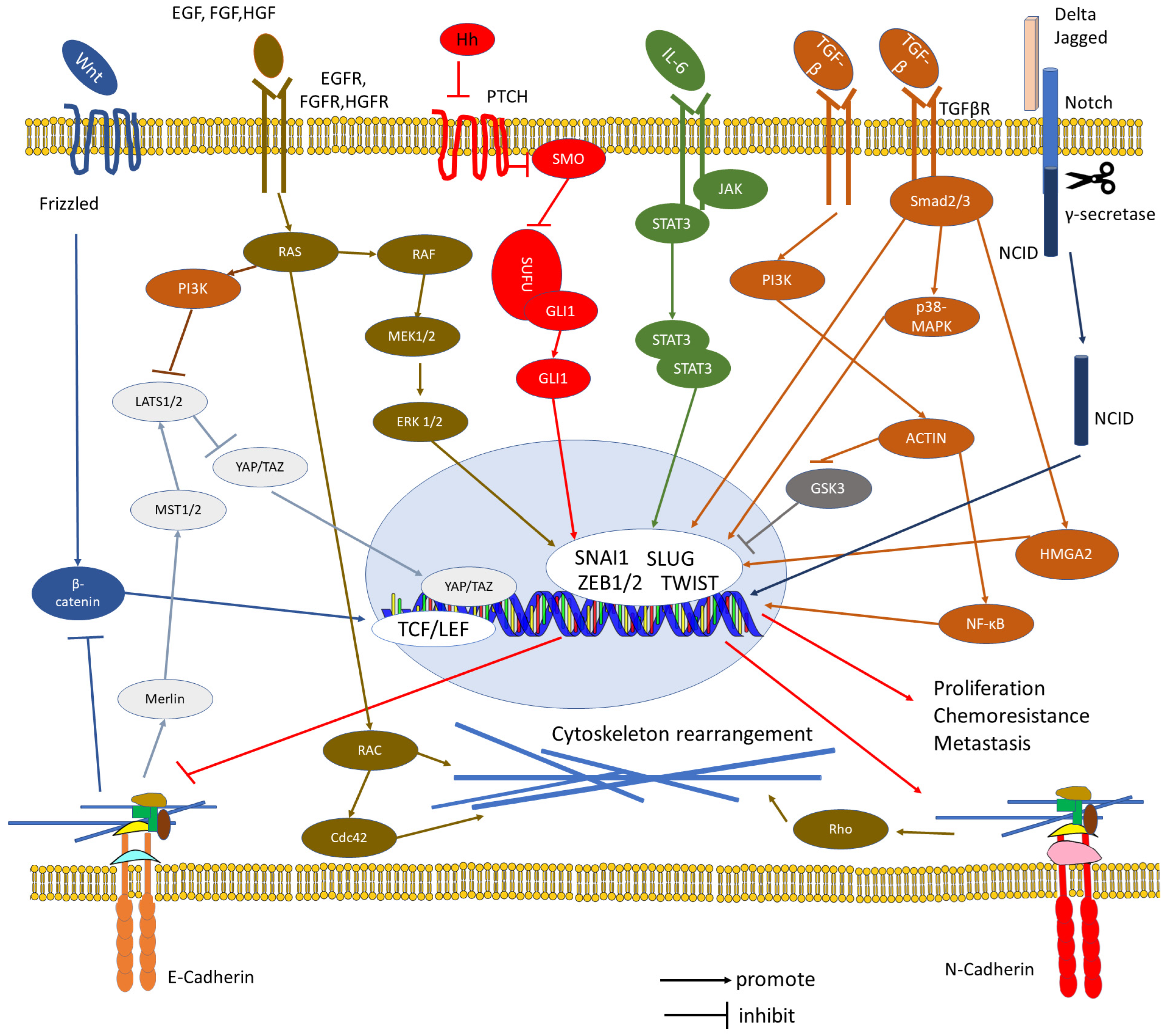 Biomolecules 16 00293 g007