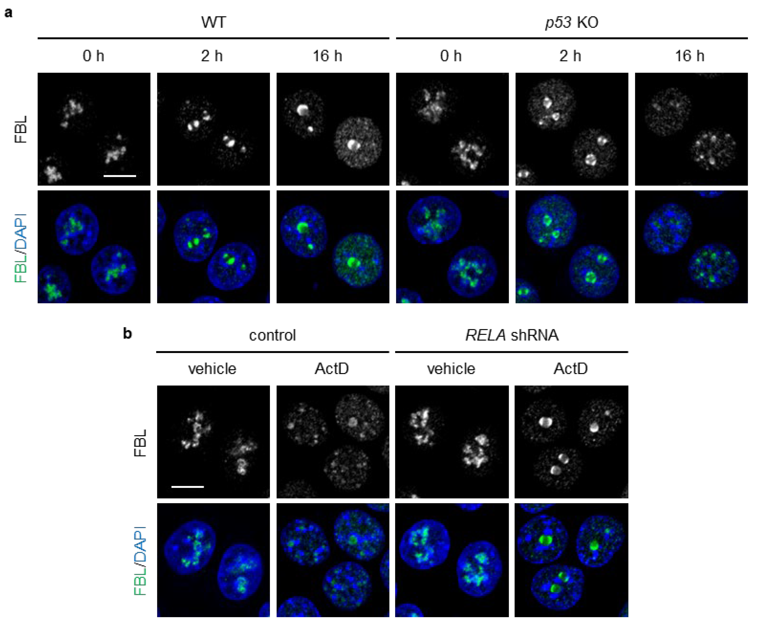 Biomolecules 16 00296 g003