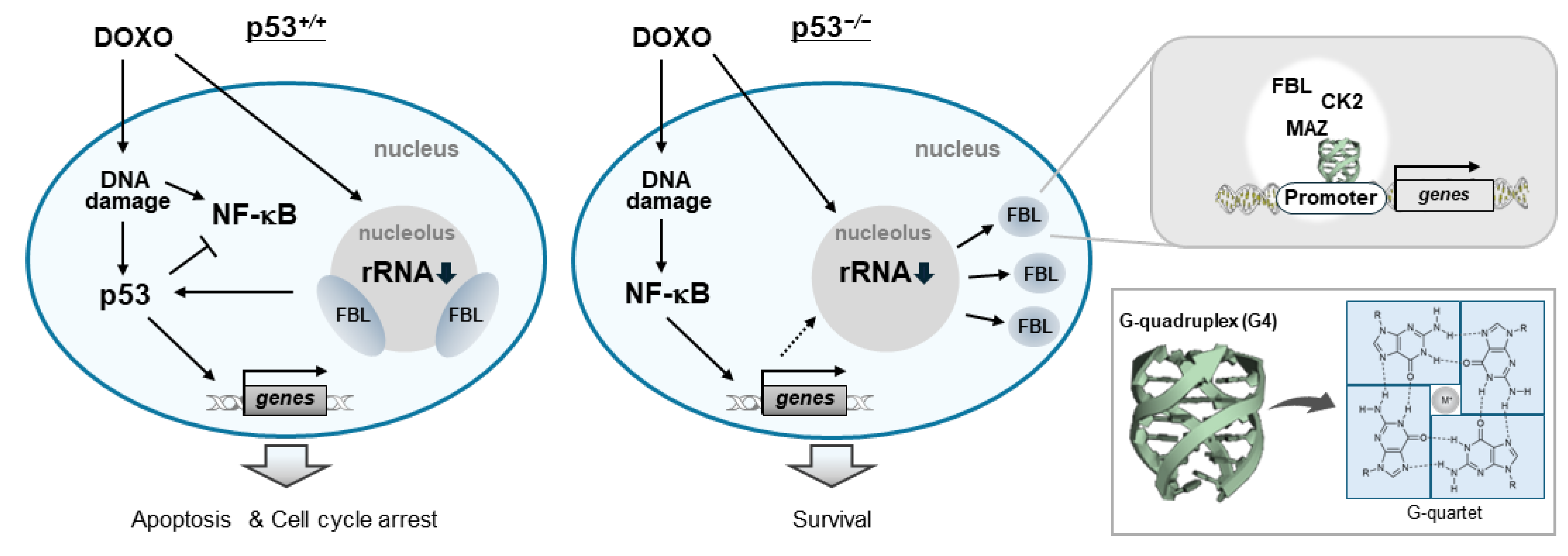Biomolecules 16 00296 g007