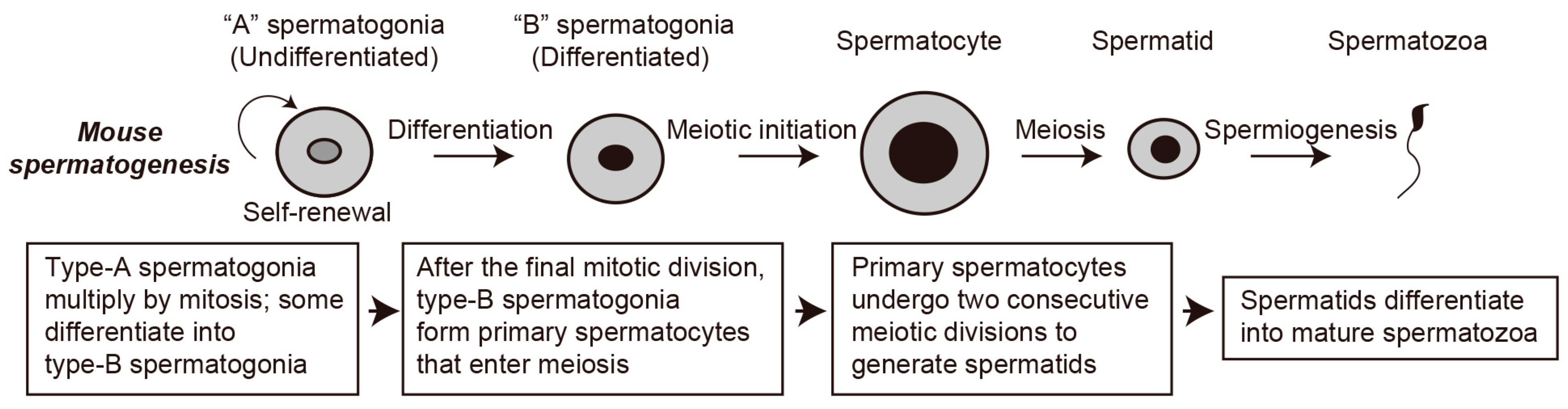 Biomolecules 16 00299 g001 Biomolecules 16 00299 g001