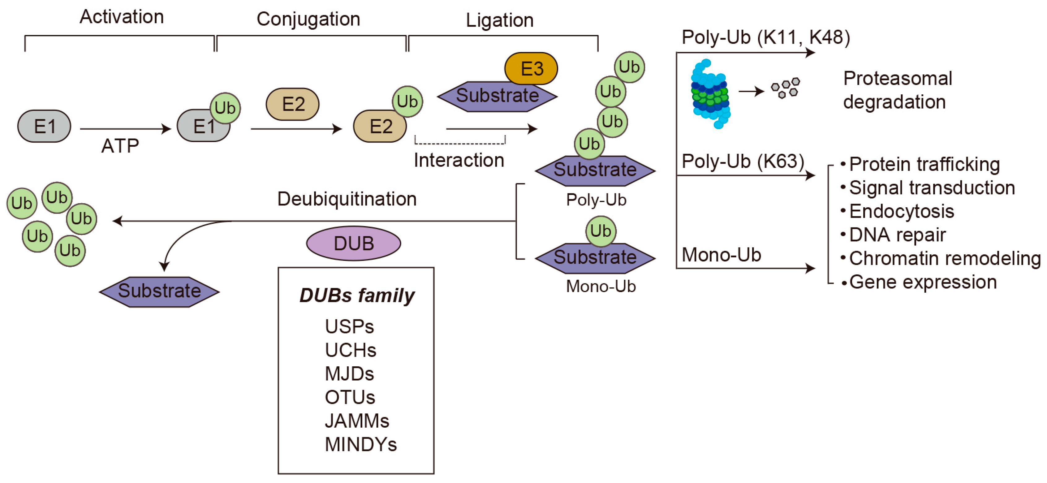 Biomolecules 16 00299 g002 Biomolecules 16 00299 g002