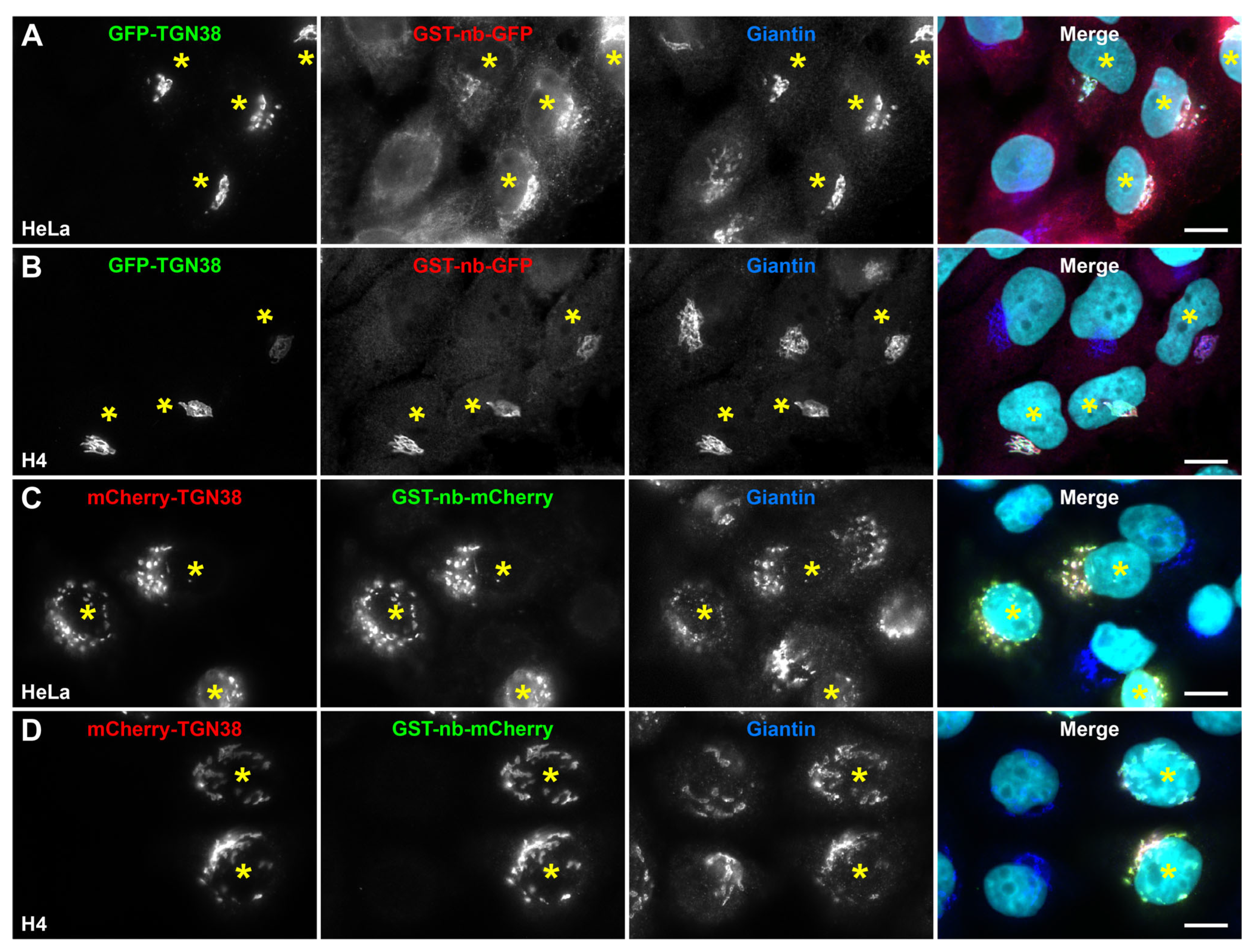 Biomolecules 16 00306 g005 Biomolecules 16 00306 g005