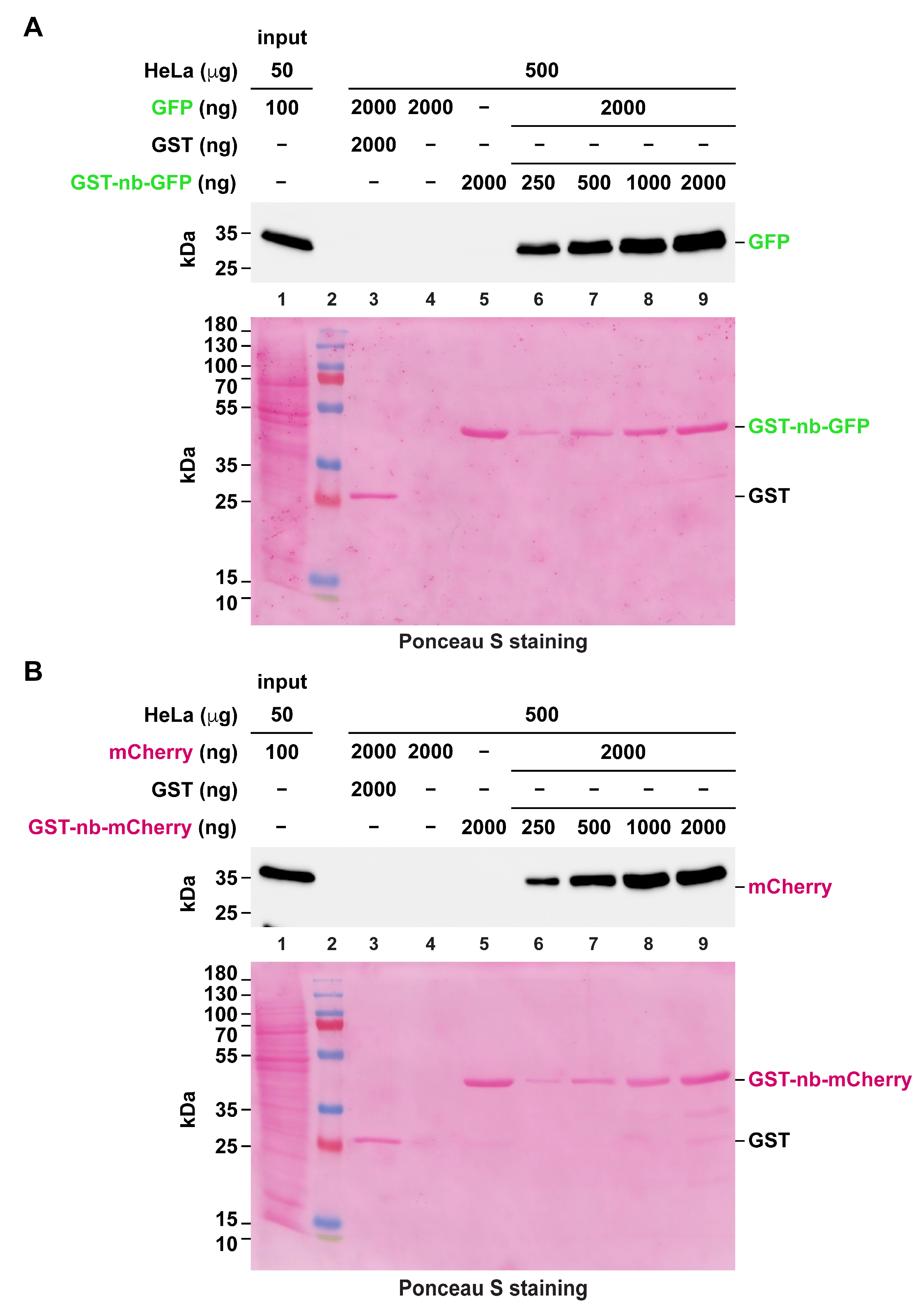 Biomolecules 16 00306 g006 Biomolecules 16 00306 g006