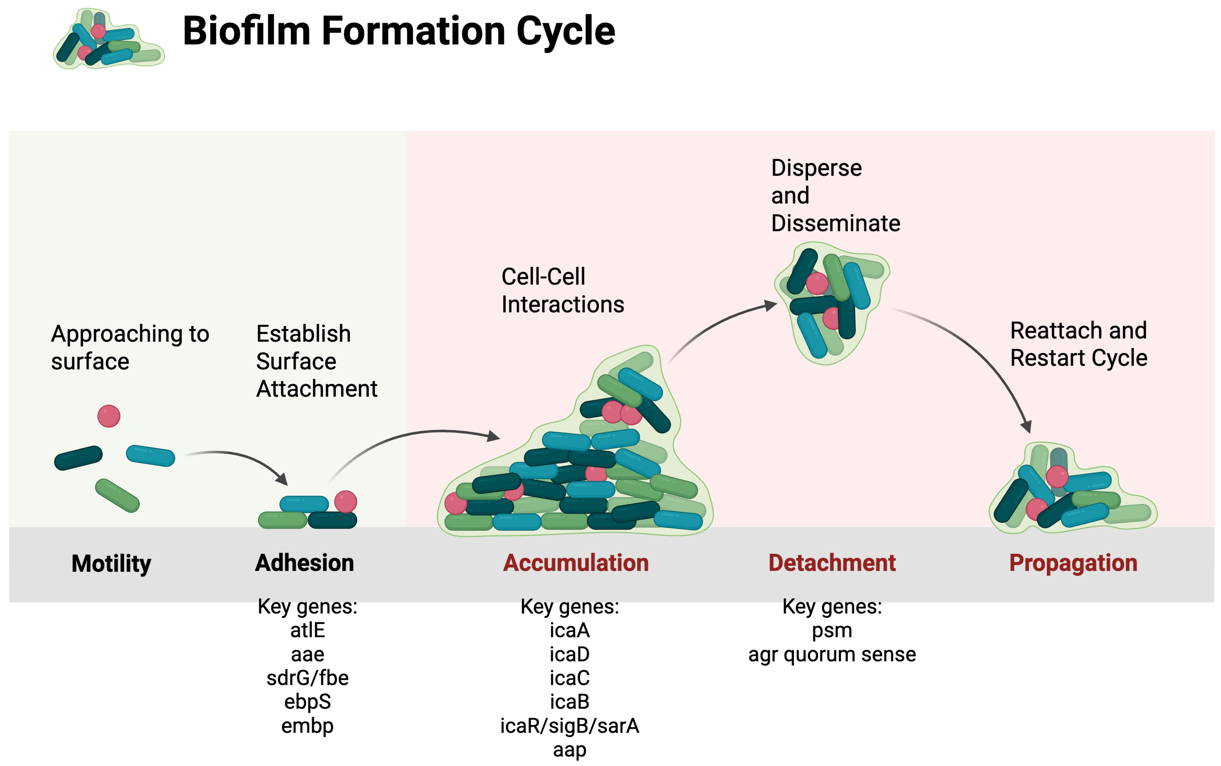 Biomolecules 16 00334 g001 Biomolecules 16 00334 g001