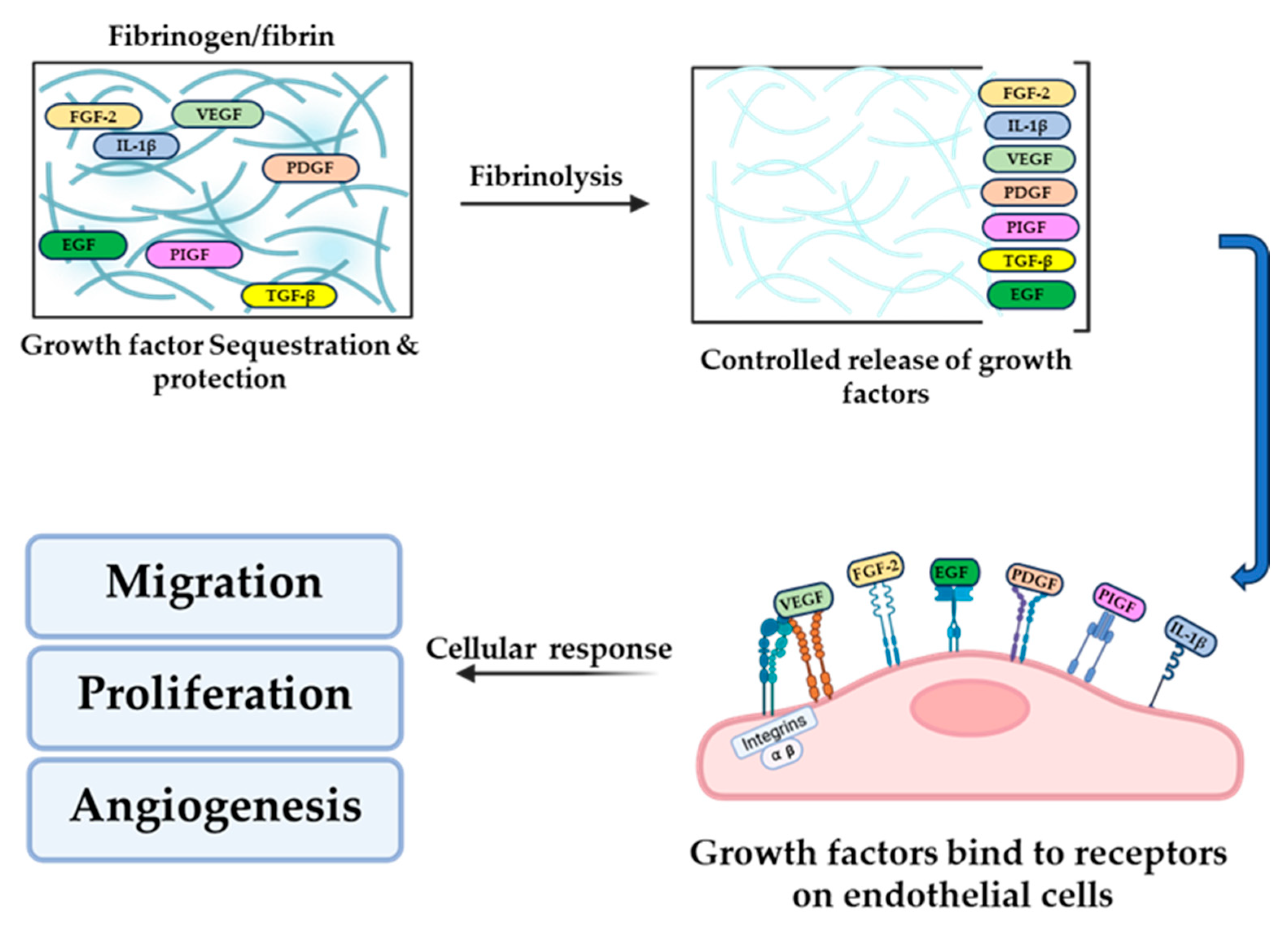 Biomolecules 16 00335 g001 Biomolecules 16 00335 g001