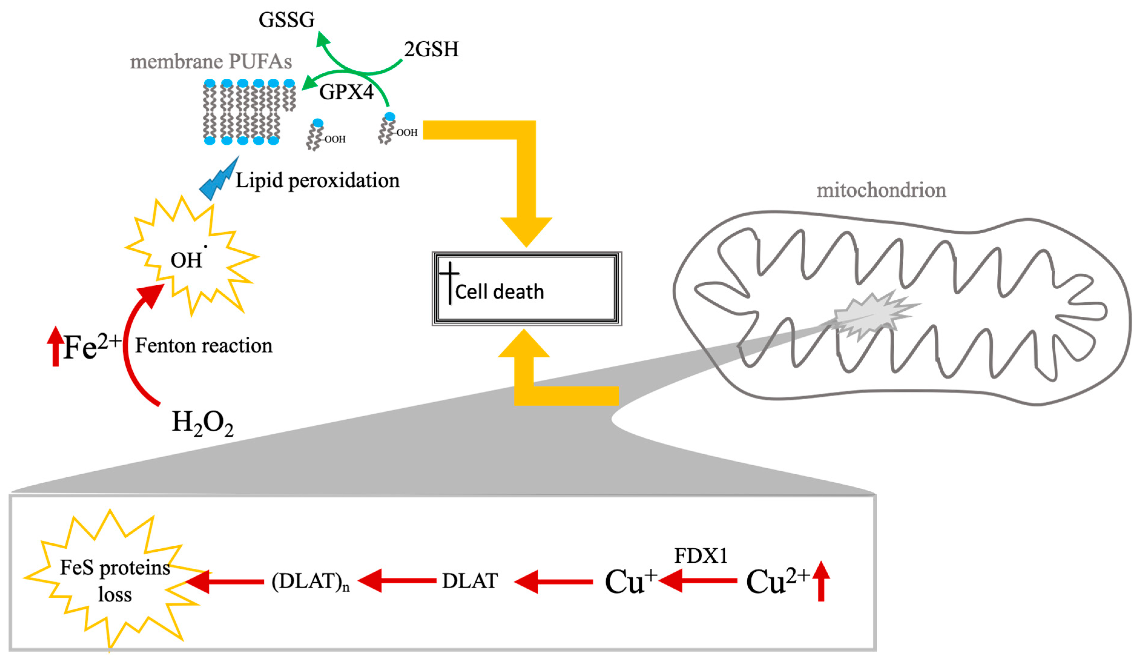 Biomolecules 16 00348 g001