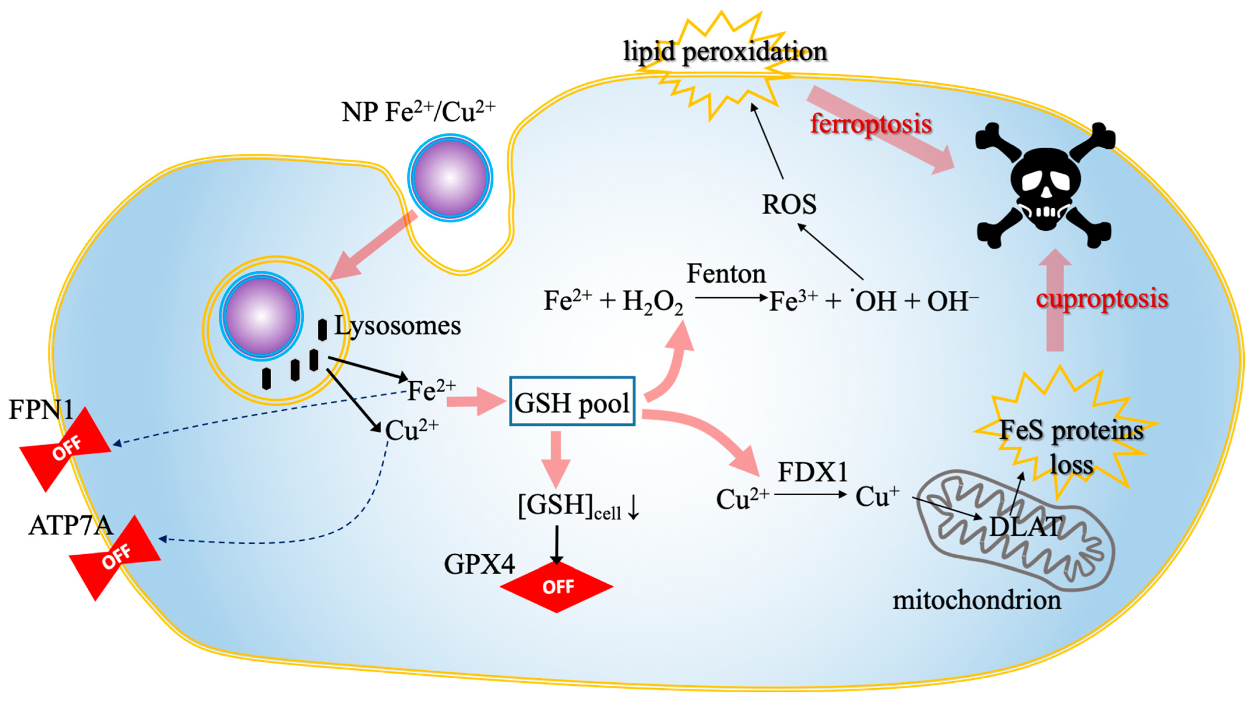 Biomolecules 16 00348 g004