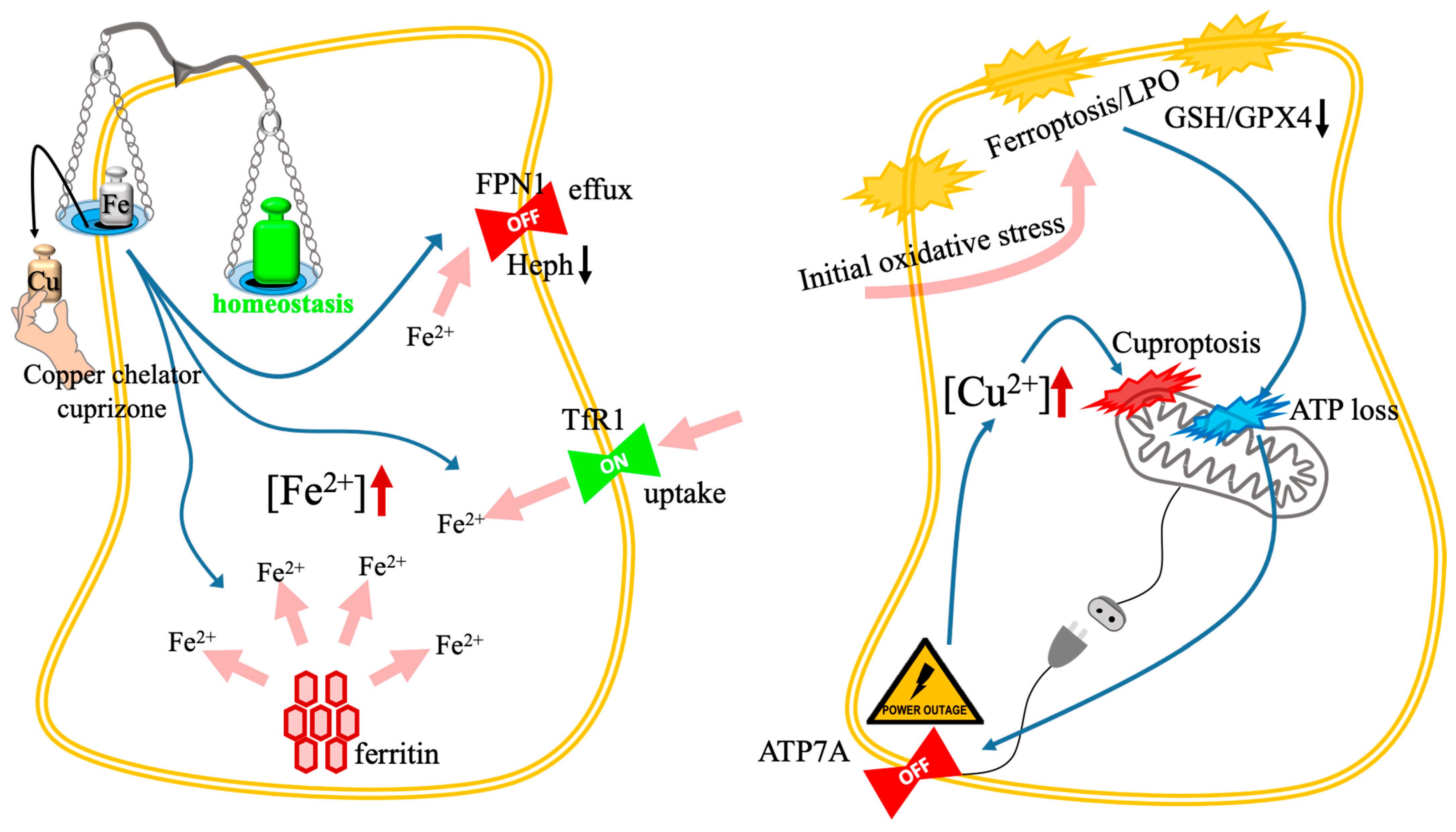 Biomolecules 16 00348 g007