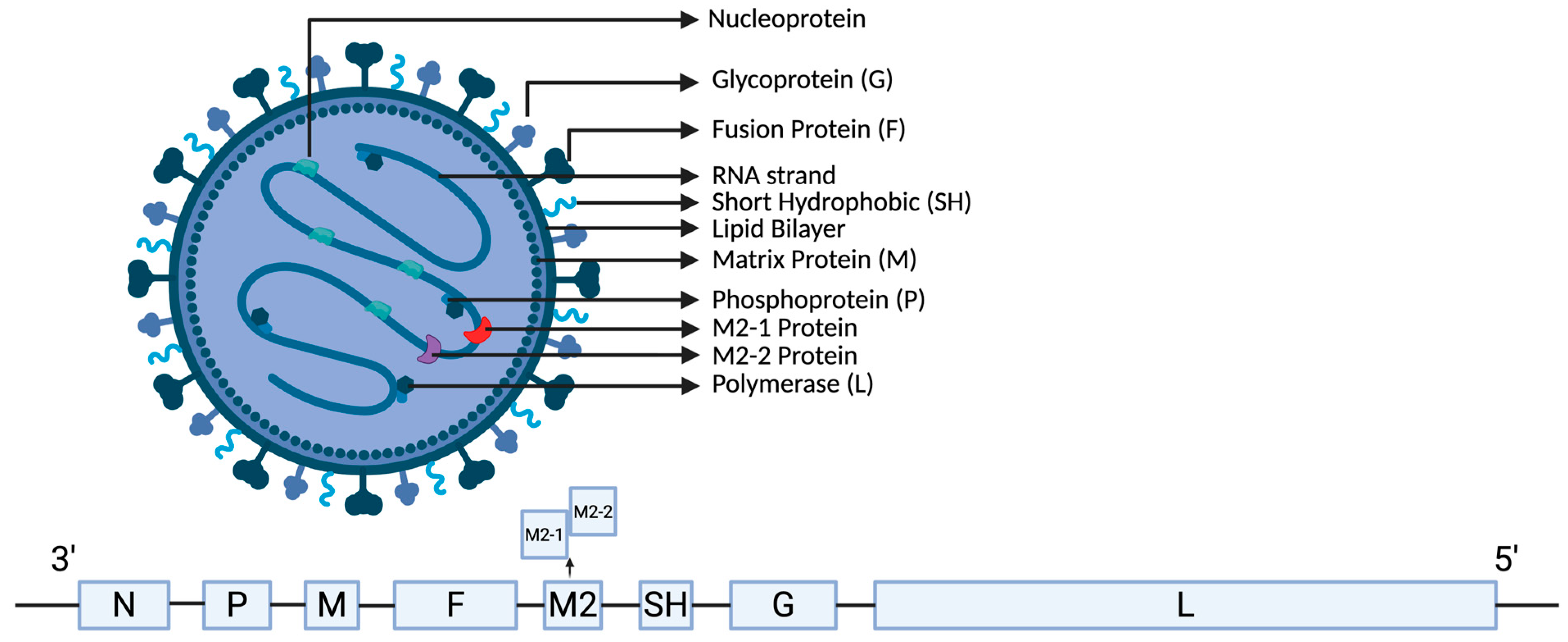 Biomolecules 16 00351 g001 Biomolecules 16 00351 g001