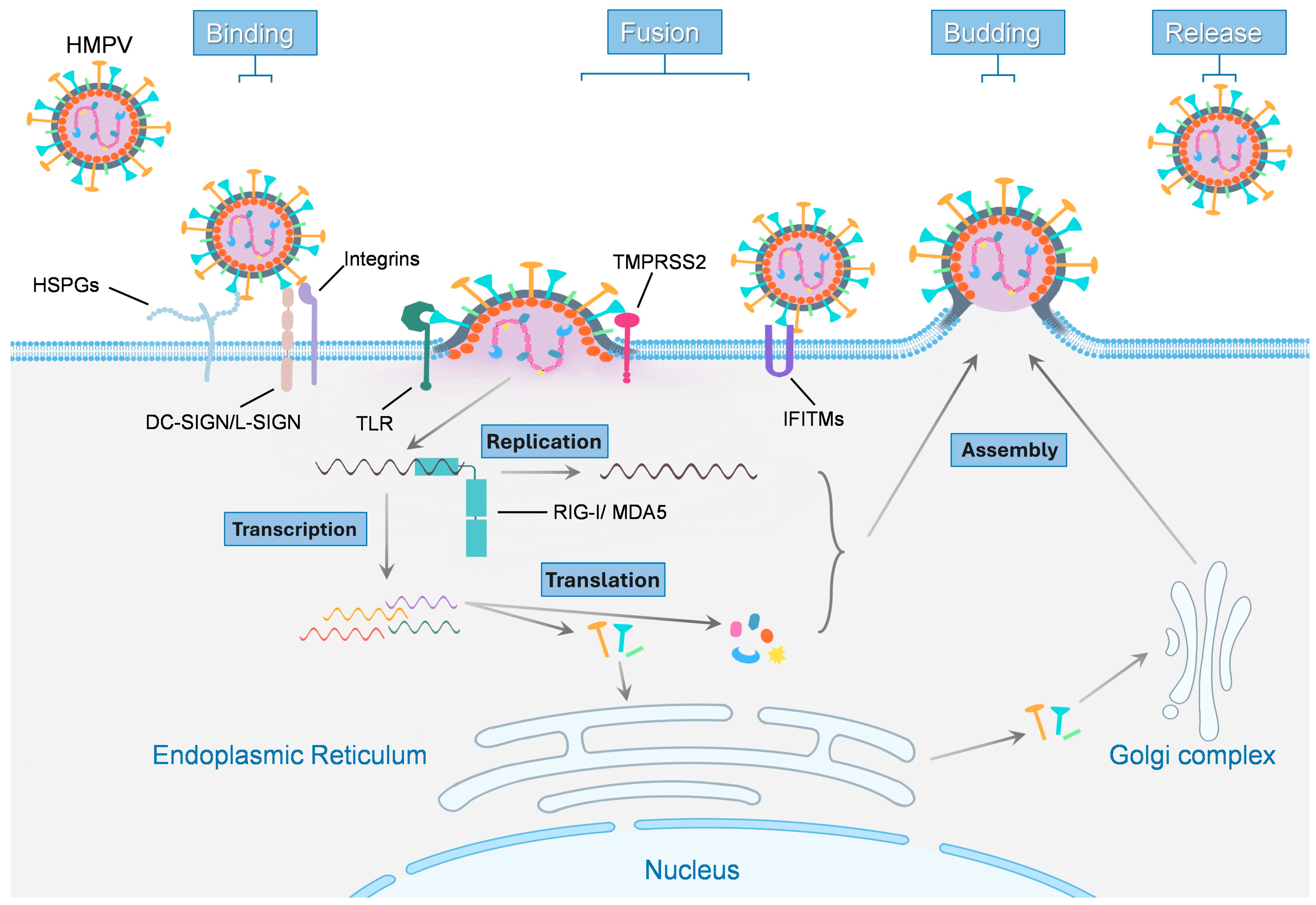 Biomolecules 16 00351 g003 Biomolecules 16 00351 g003