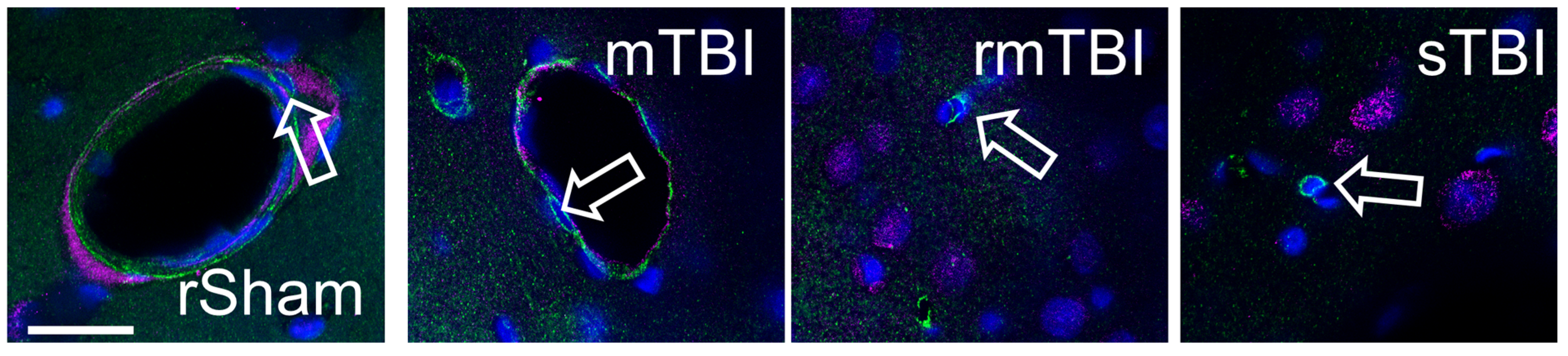Biomolecules 16 00359 g005