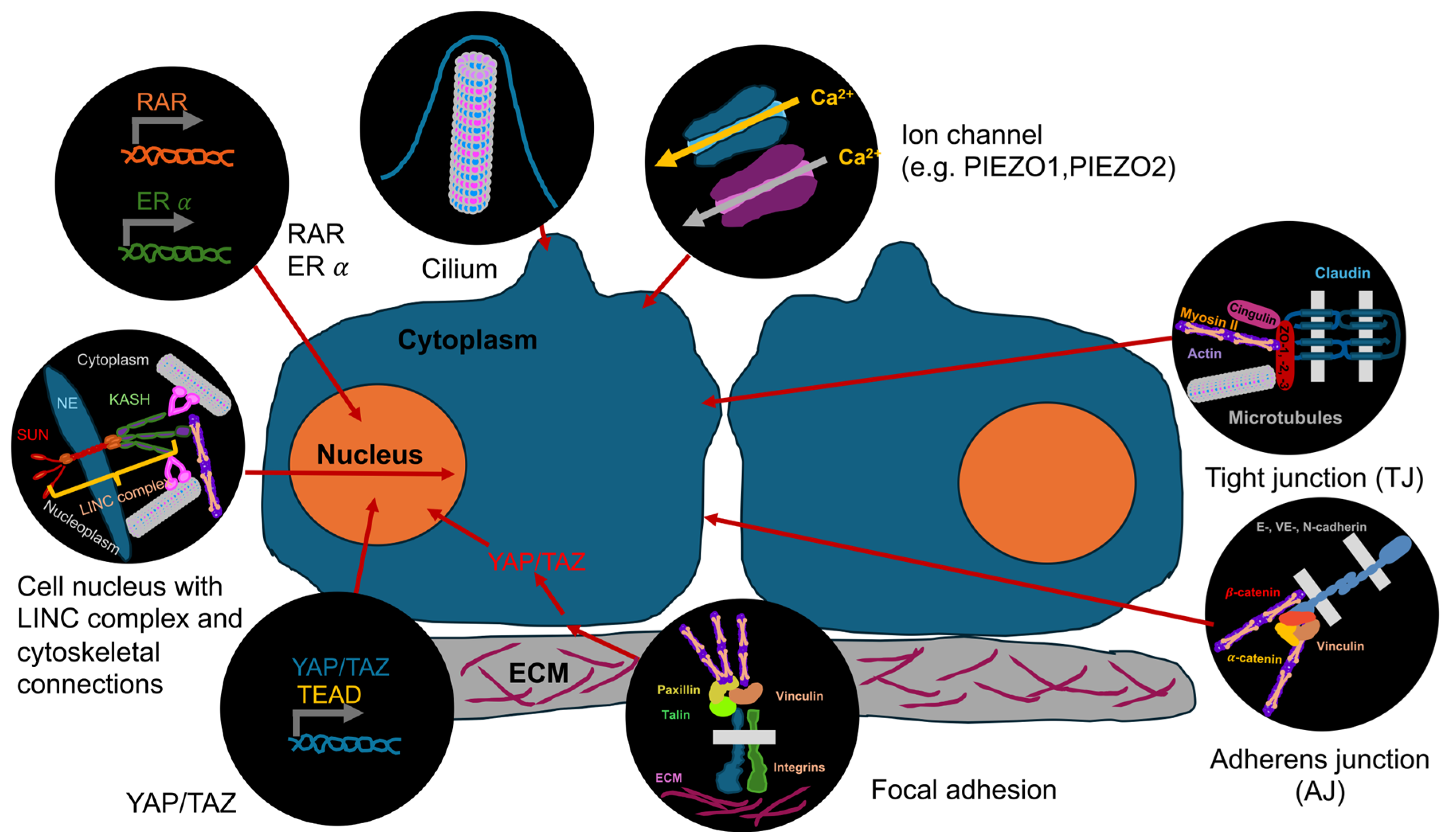 Biomolecules 16 00457 g002 Biomolecules 16 00457 g002