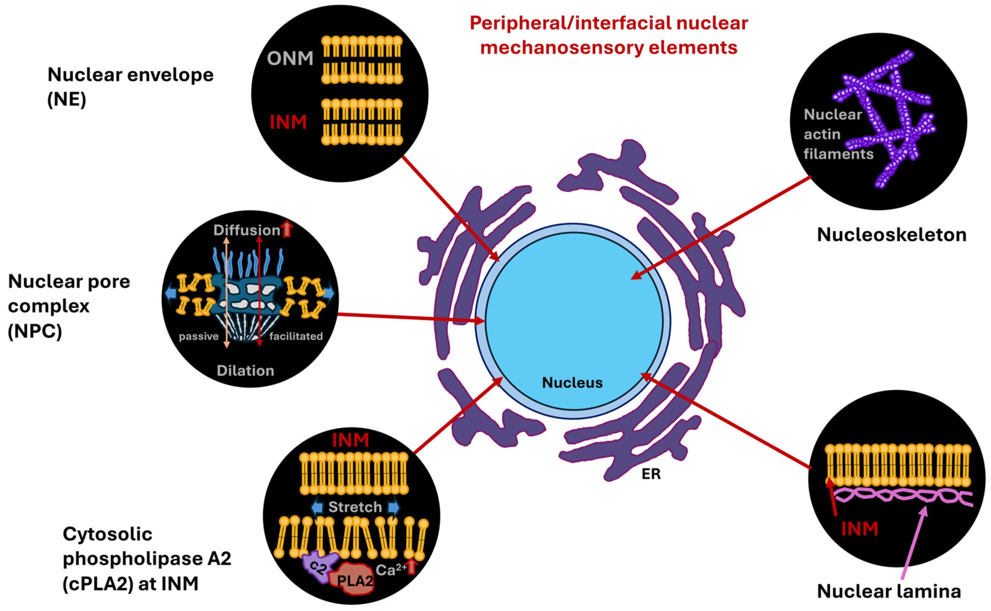 Biomolecules 16 00457 g003 Biomolecules 16 00457 g003