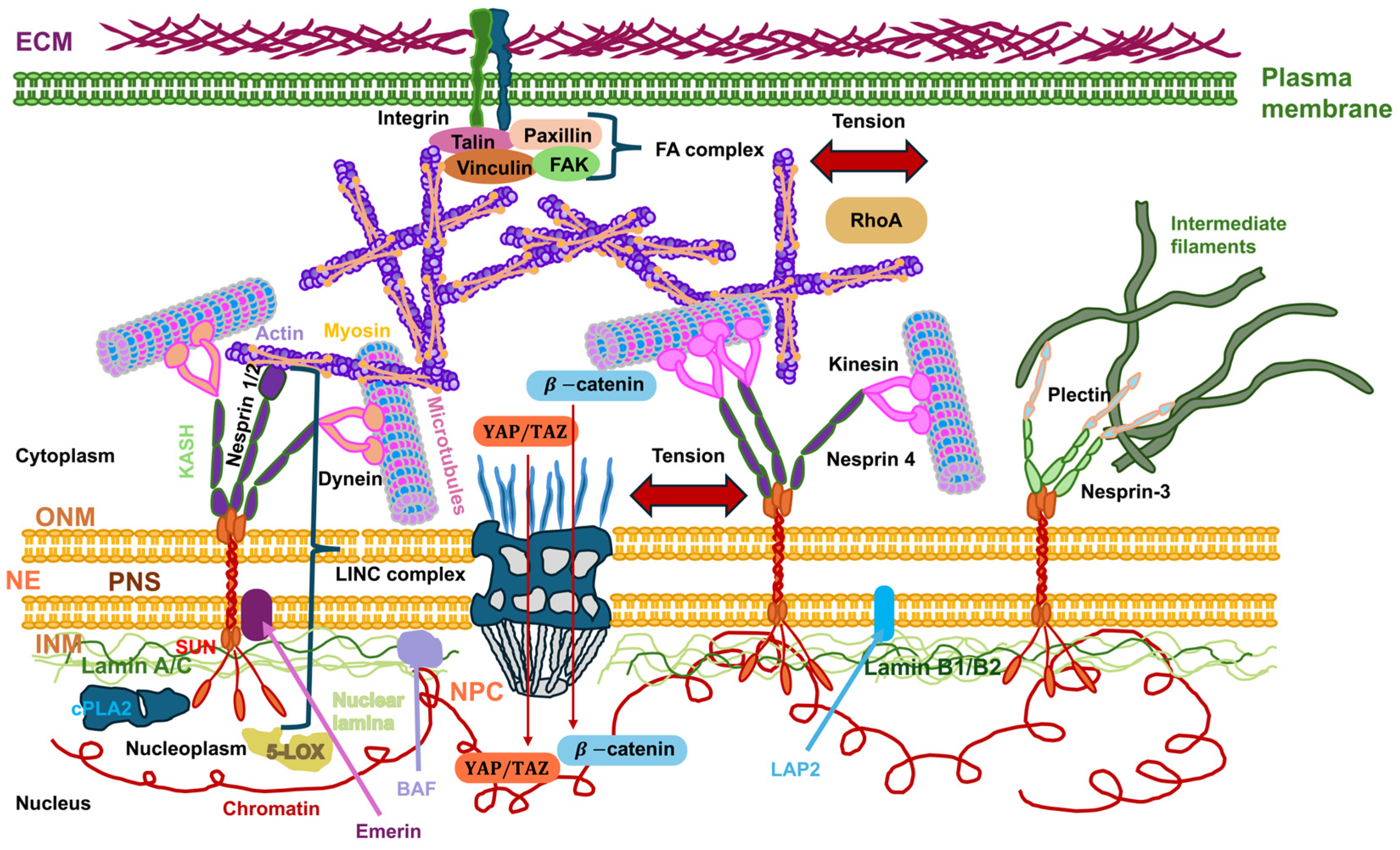 Biomolecules 16 00457 g004 Biomolecules 16 00457 g004