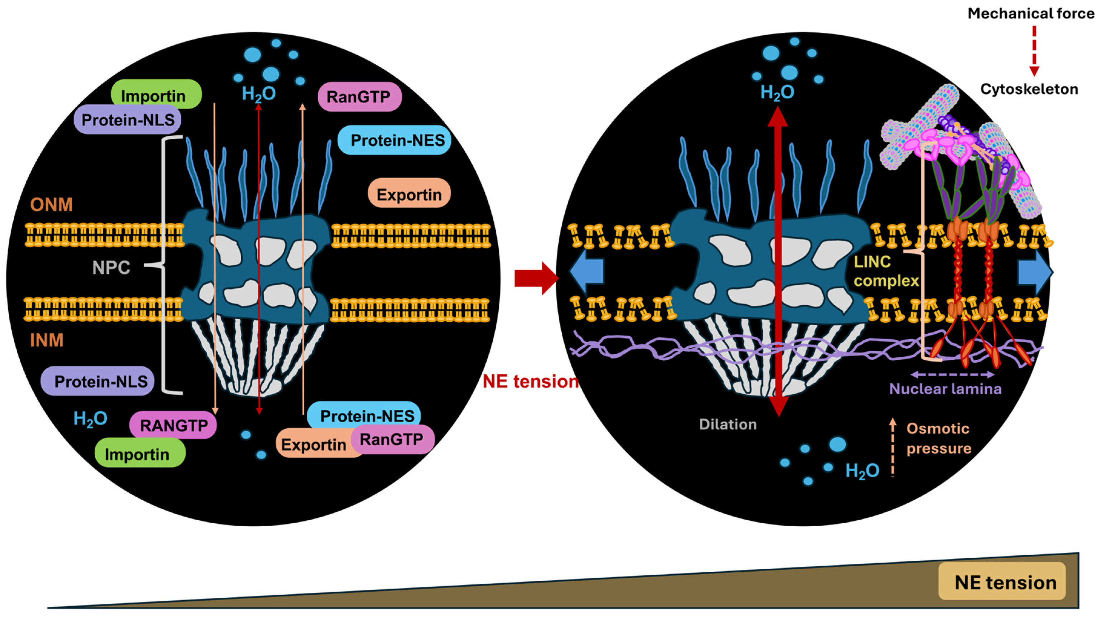 Biomolecules 16 00457 g005 Biomolecules 16 00457 g005
