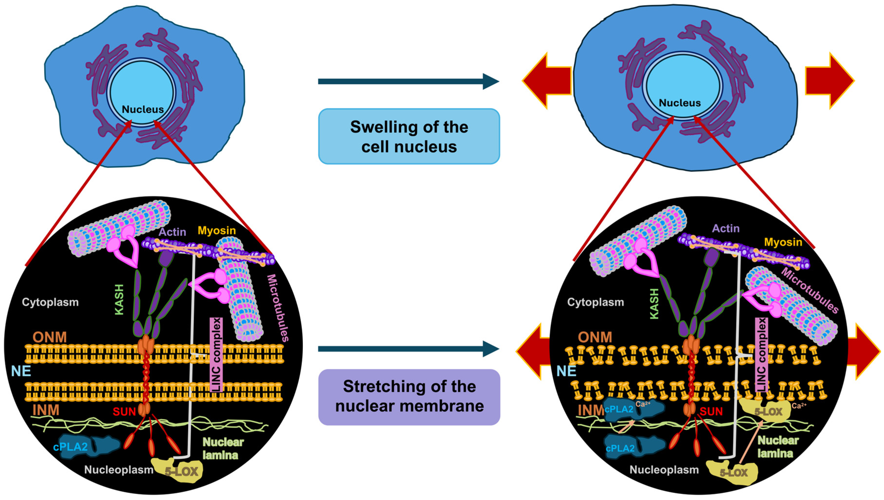 Biomolecules 16 00457 g006 Biomolecules 16 00457 g006