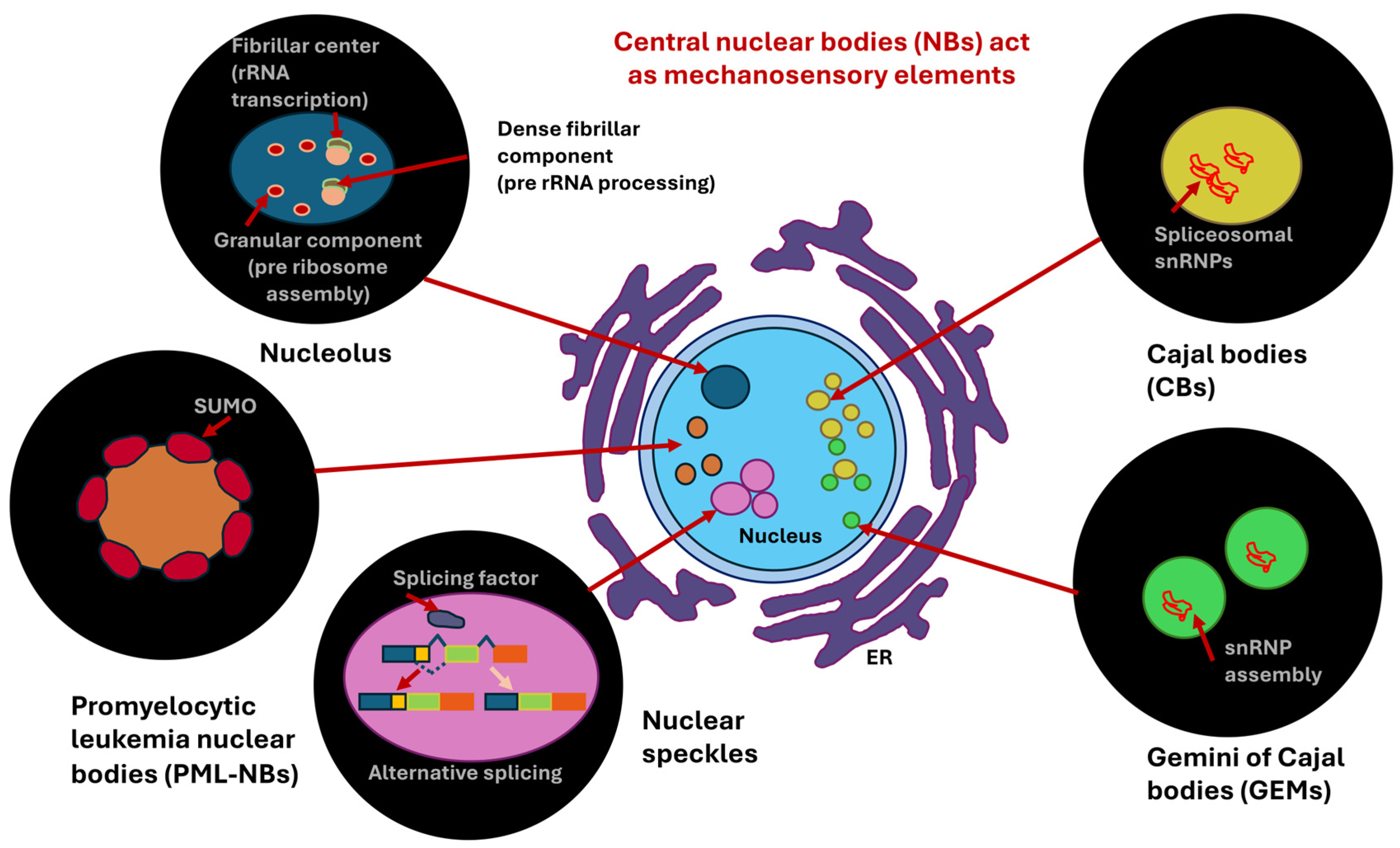 Biomolecules 16 00457 g007 Biomolecules 16 00457 g007