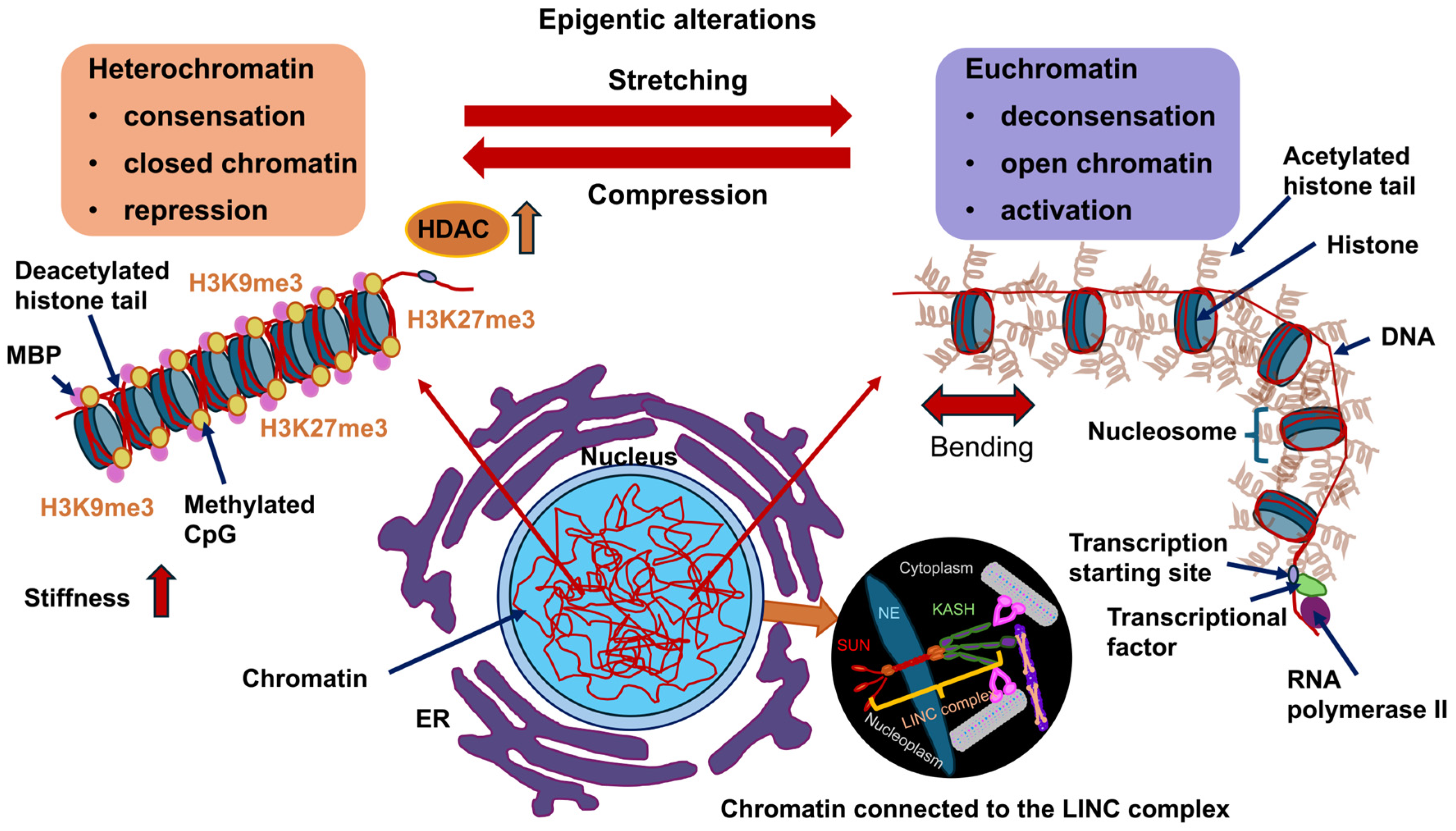 Biomolecules 16 00457 g008 Biomolecules 16 00457 g008