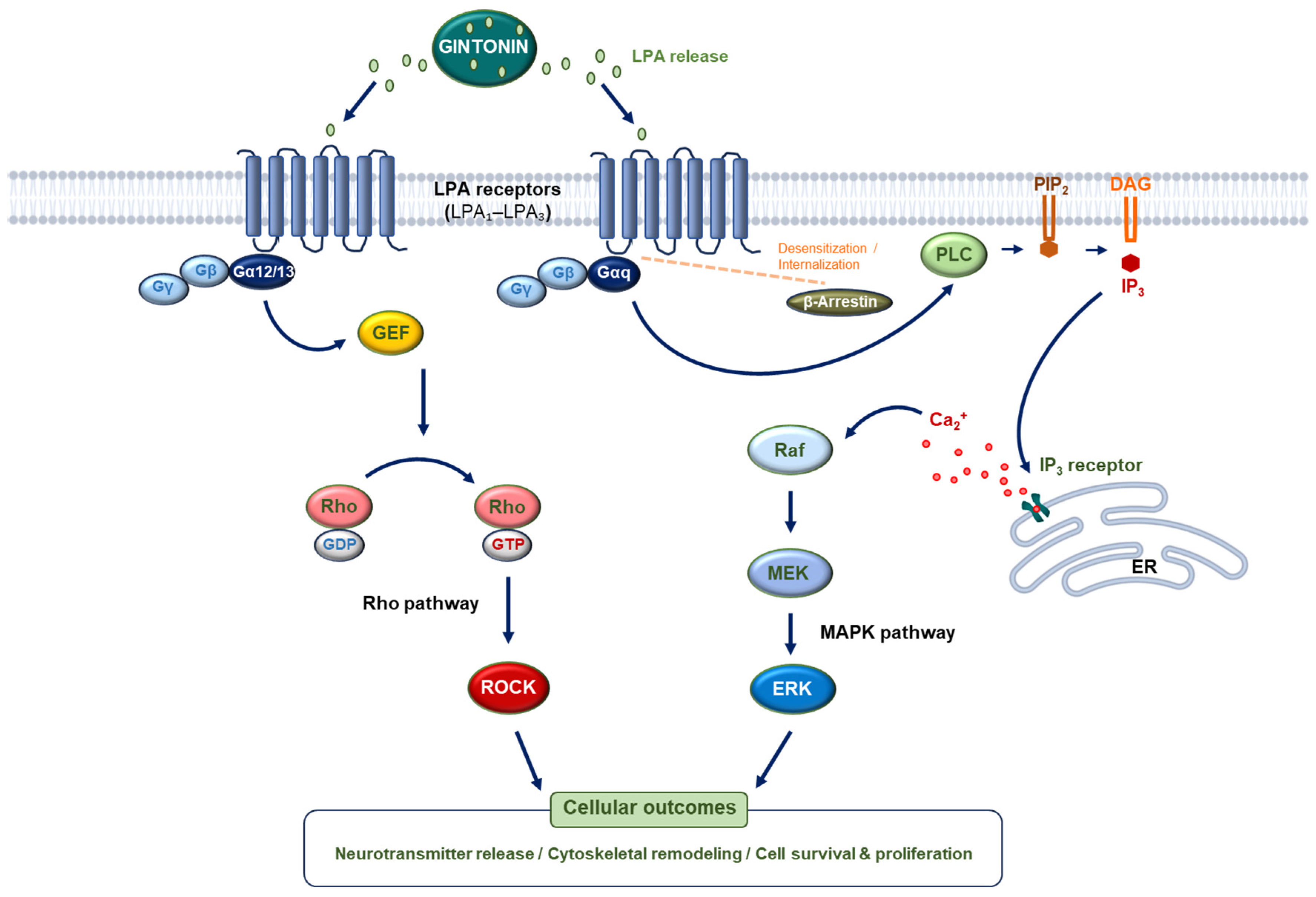 Biomolecules 16 00465 g001 Biomolecules 16 00465 g001