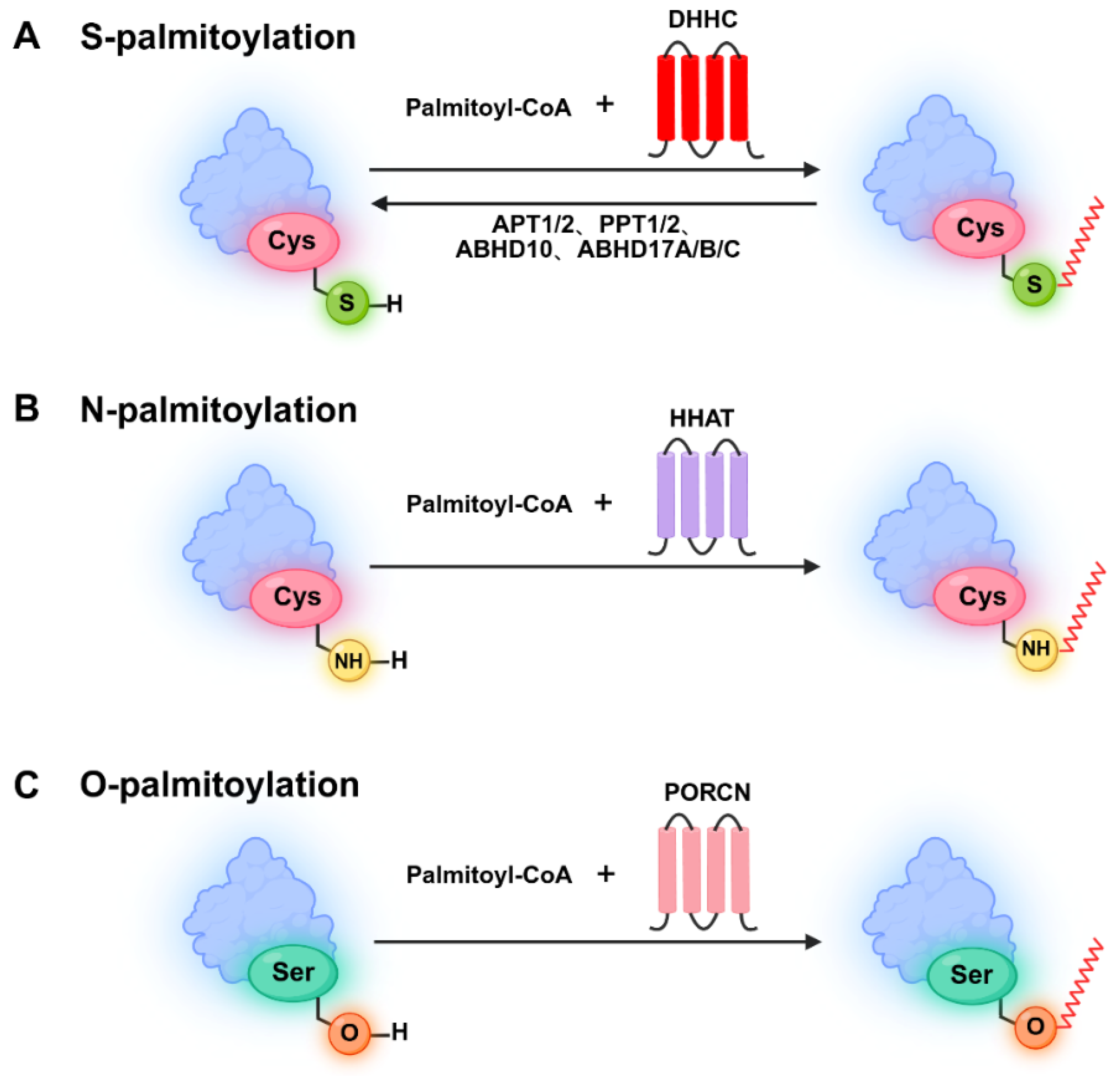 Biomolecules 16 00473 g001 Biomolecules 16 00473 g001