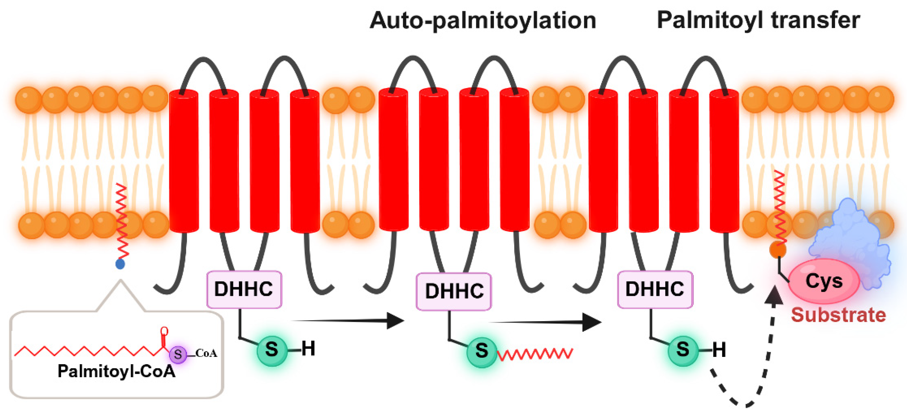 Biomolecules 16 00473 g003 Biomolecules 16 00473 g003
