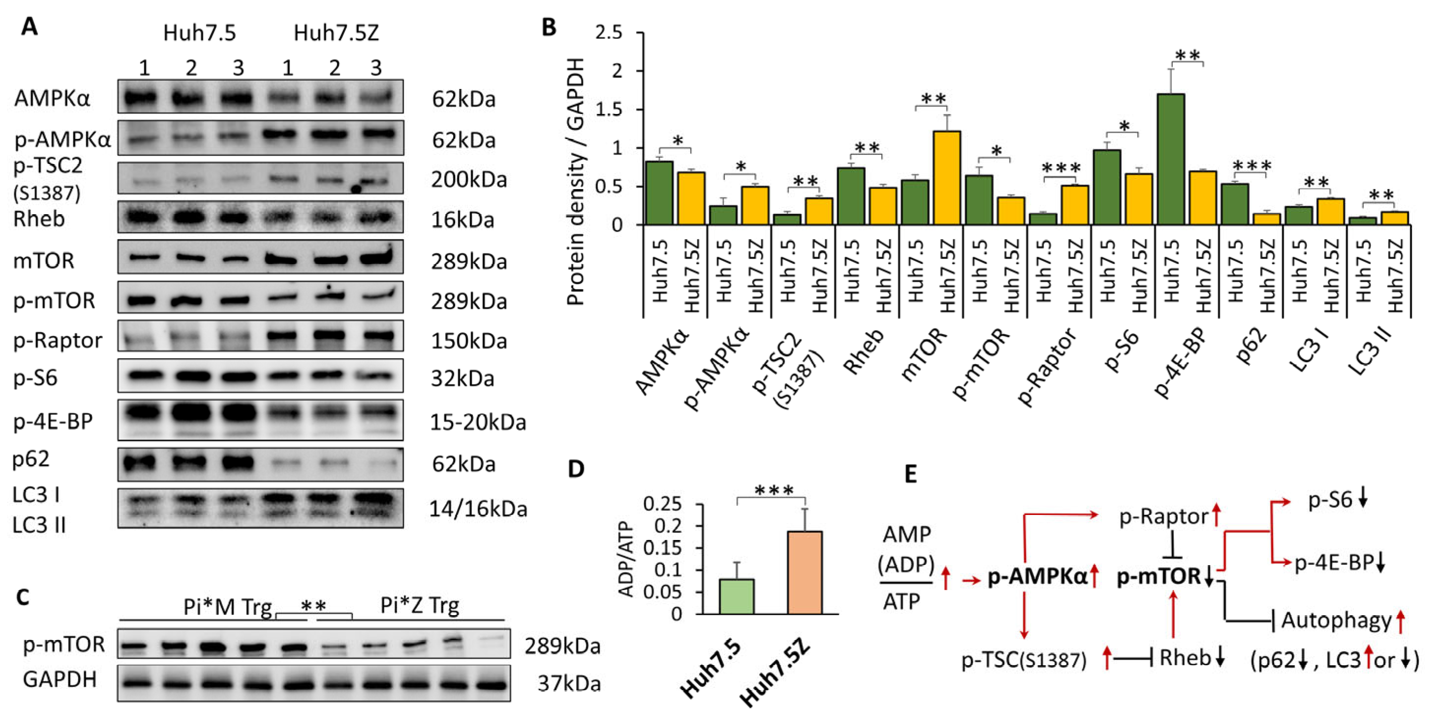 Biomolecules 16 00506 g001 Biomolecules 16 00506 g001