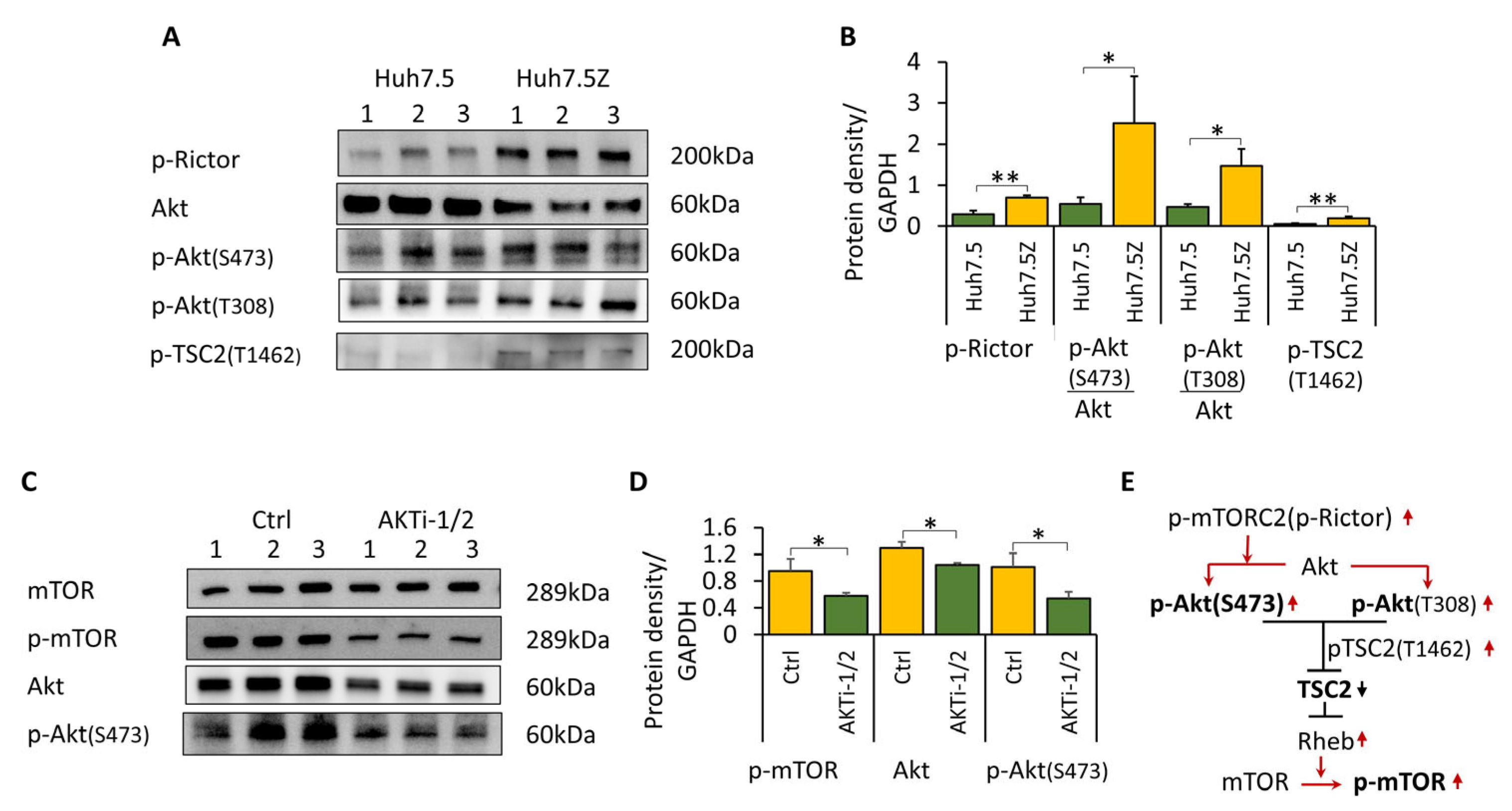 Biomolecules 16 00506 g002 Biomolecules 16 00506 g002