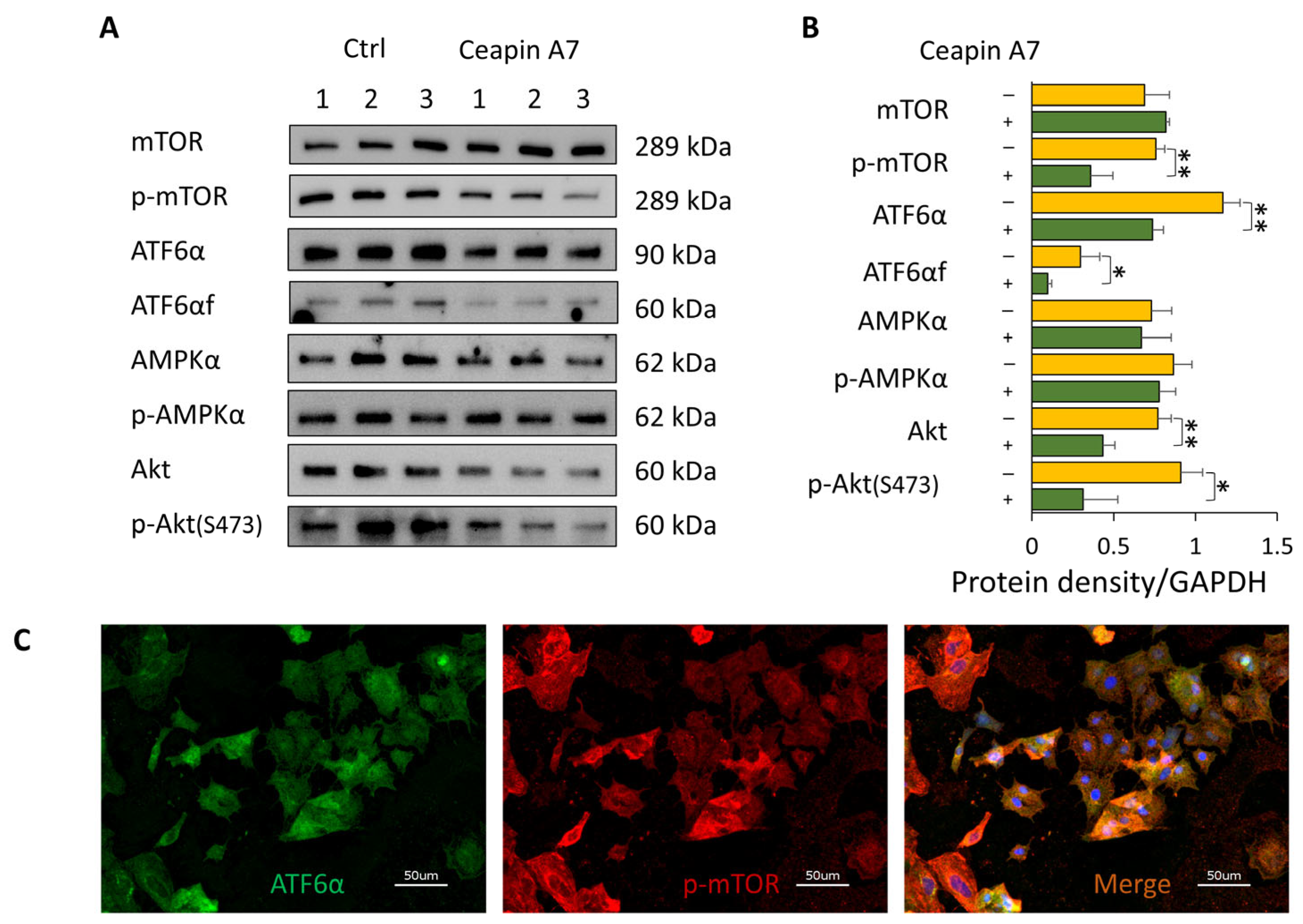 Biomolecules 16 00506 g006 Biomolecules 16 00506 g006