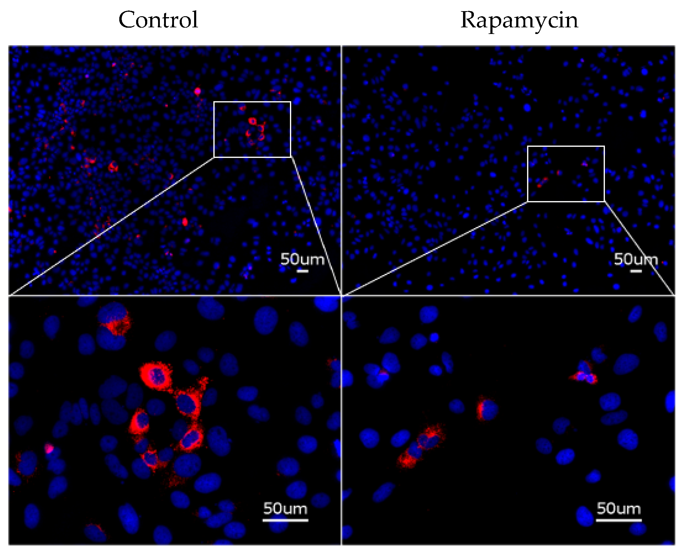 Biomolecules 16 00506 g008 Biomolecules 16 00506 g008