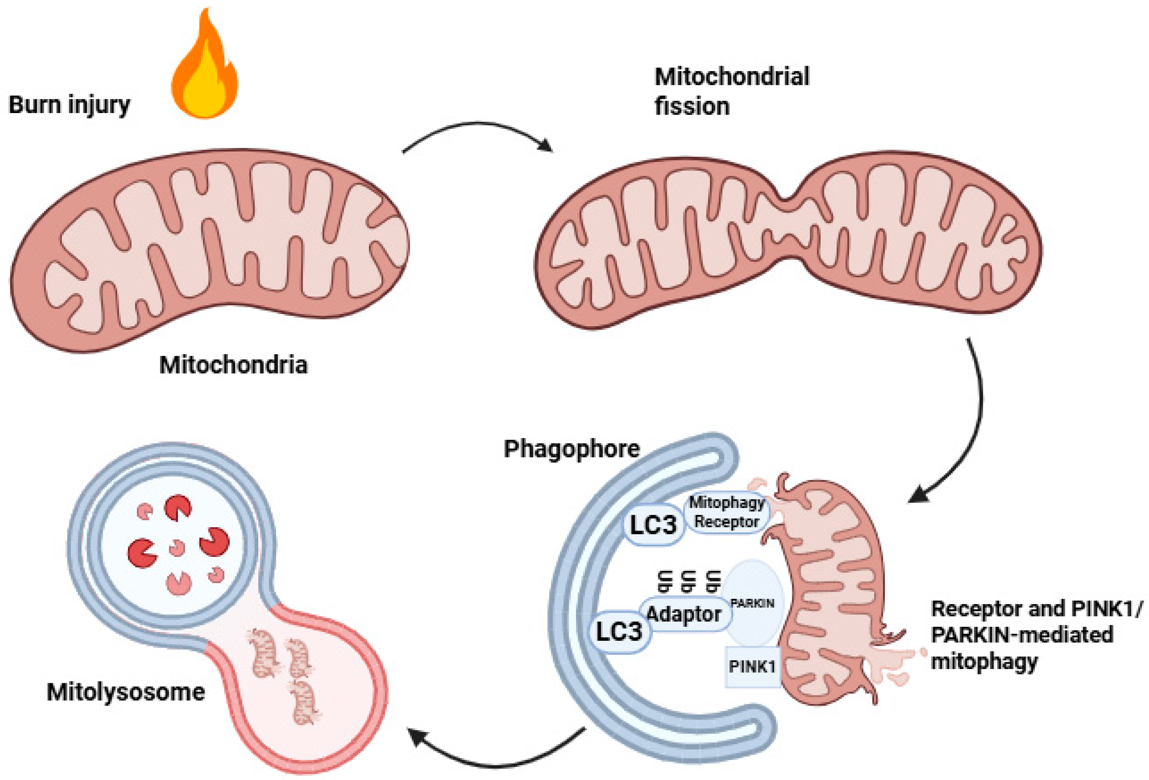 Biomolecules 16 00520 g002 Biomolecules 16 00520 g002