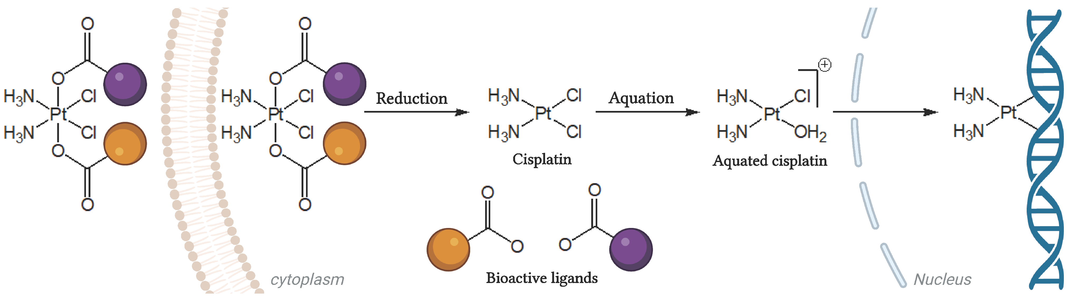 Biomolecules 16 00542 g001 Biomolecules 16 00542 g001