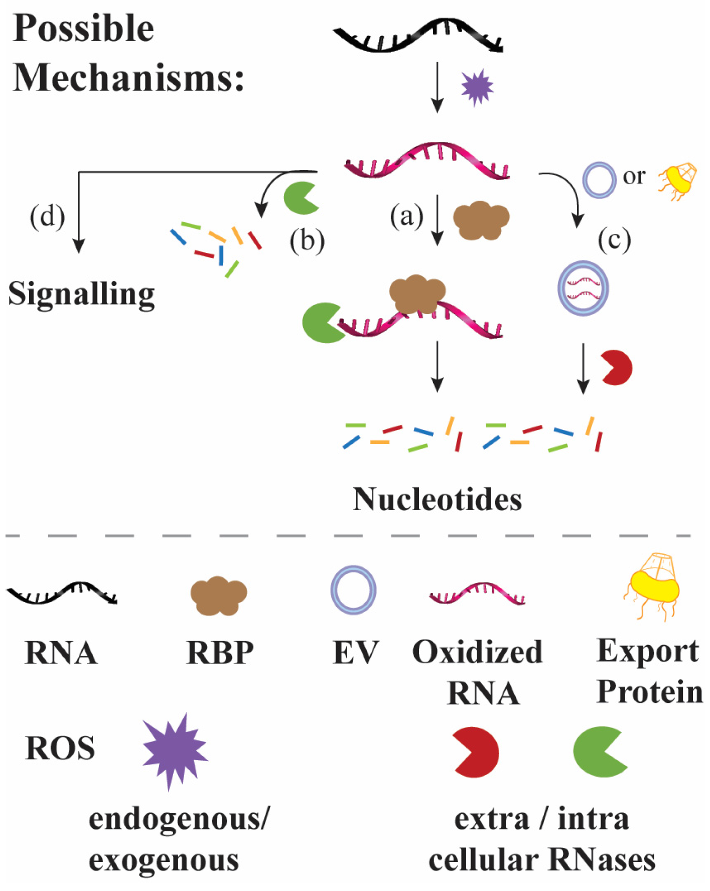 Biomolecules 16 00564 g001 Biomolecules 16 00564 g001
