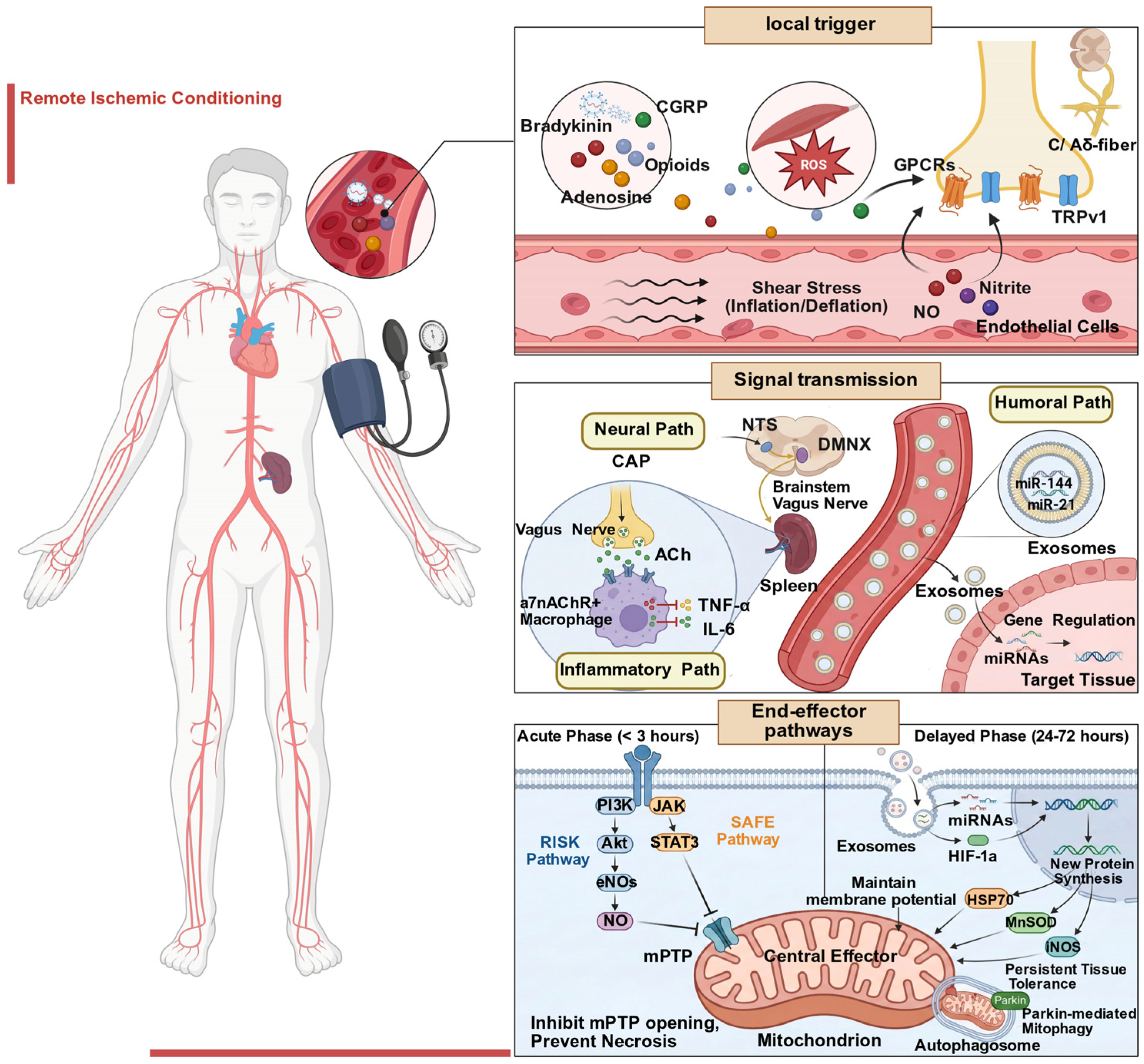 Biomolecules 16 00568 g001 Biomolecules 16 00568 g001