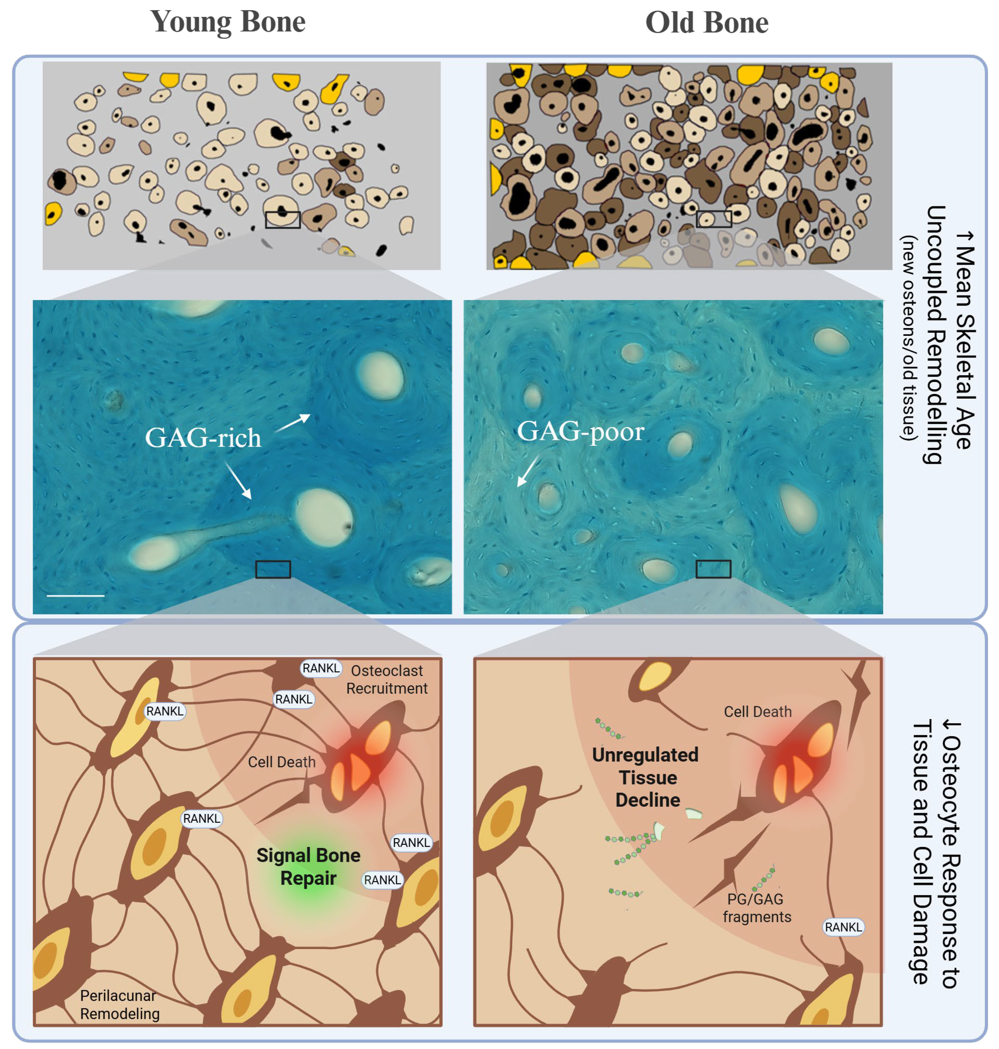 Biomolecules 16 00572 g004 Biomolecules 16 00572 g004