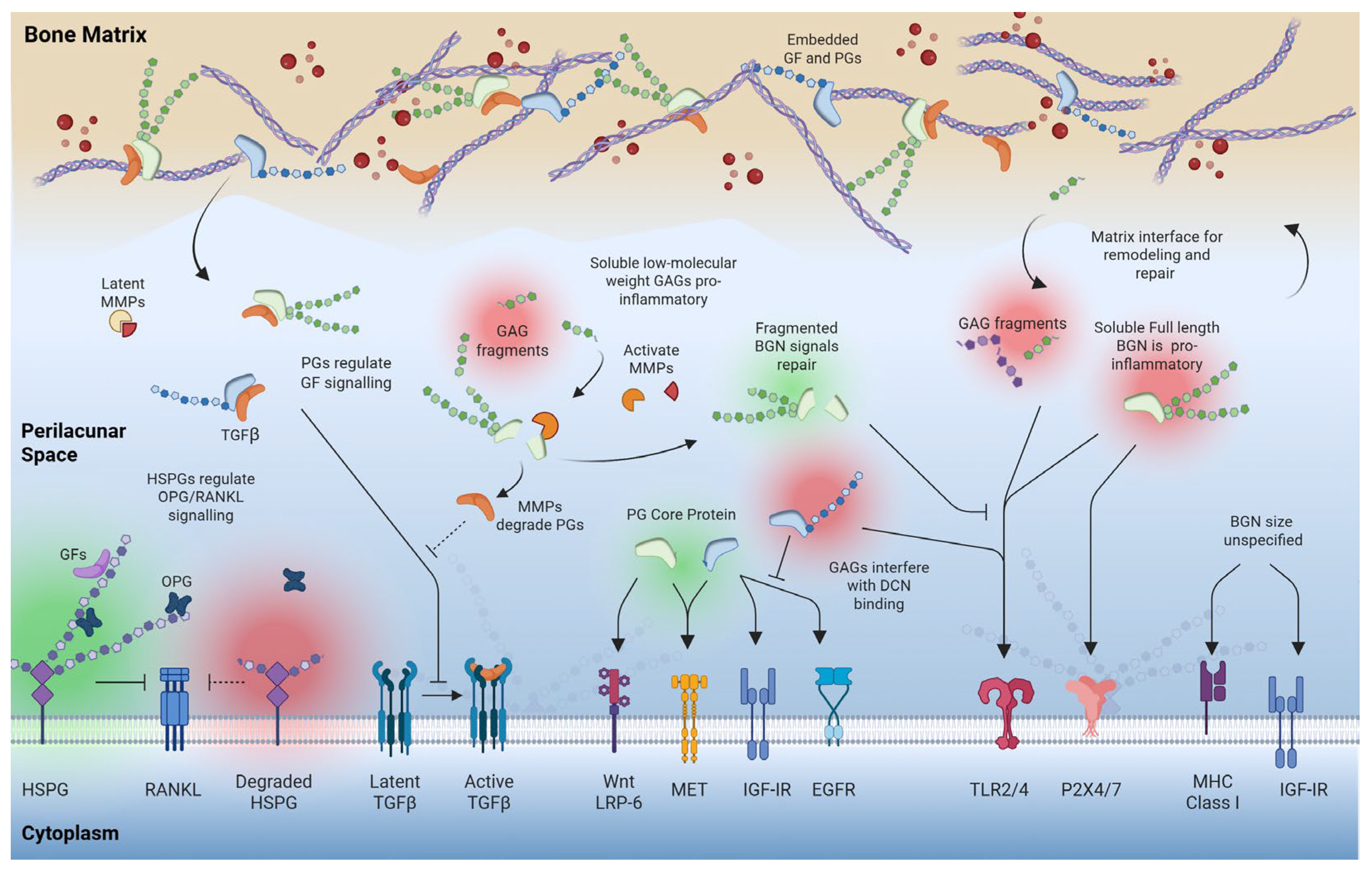 Biomolecules 16 00572 g006 Biomolecules 16 00572 g006