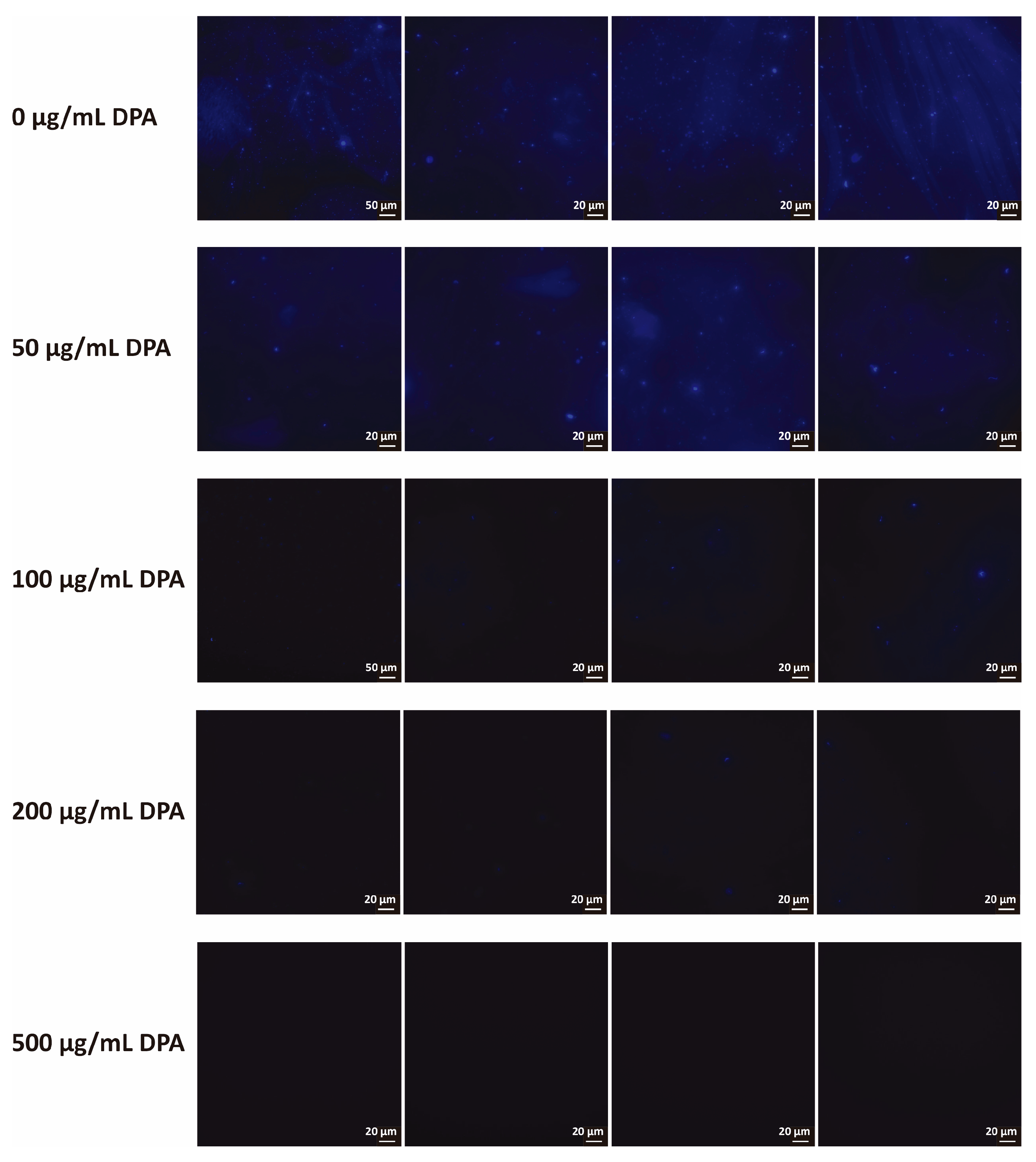 Biomolecules 16 00605 g003 Biomolecules 16 00605 g003