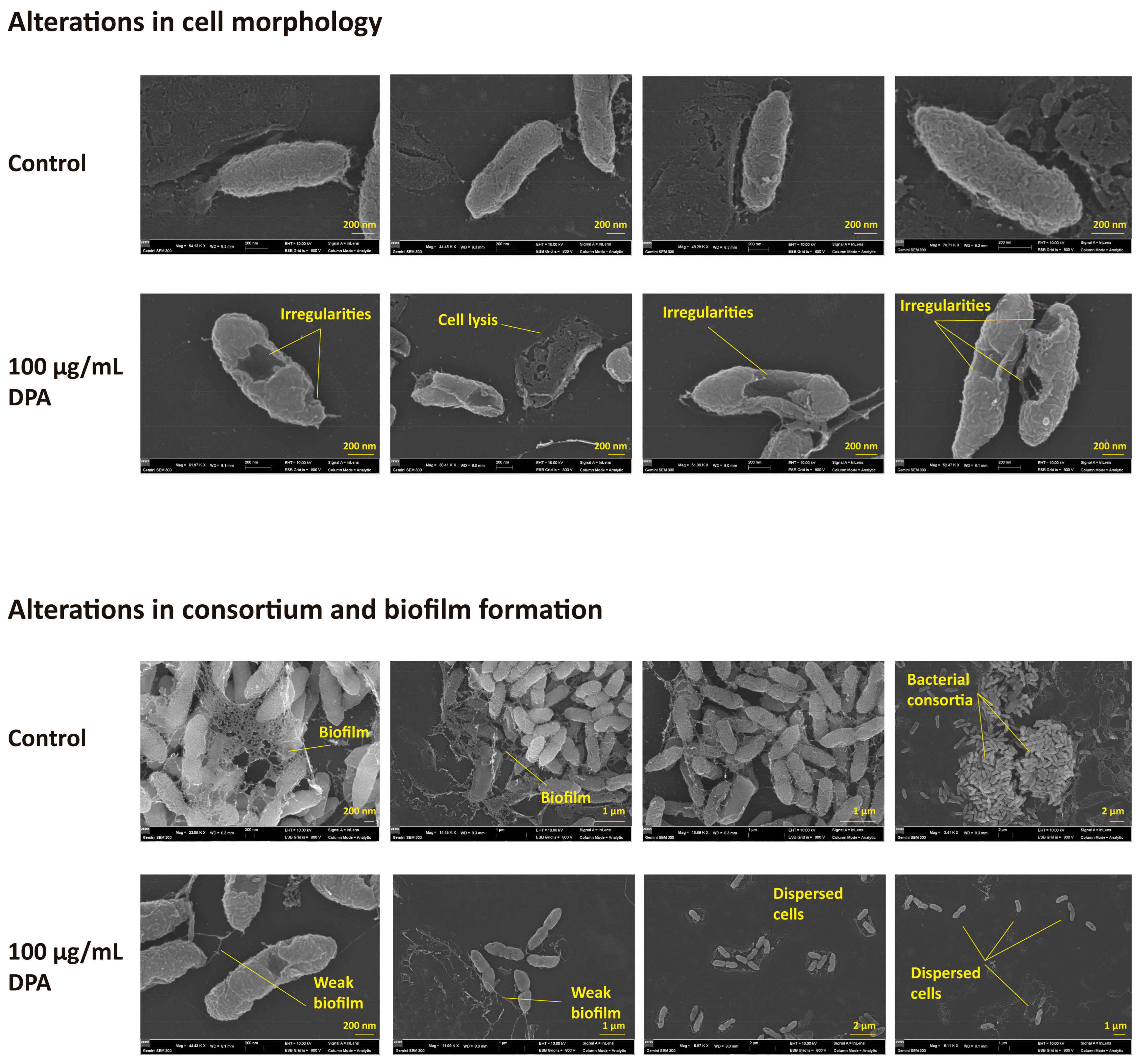 Biomolecules 16 00605 g005 Biomolecules 16 00605 g005
