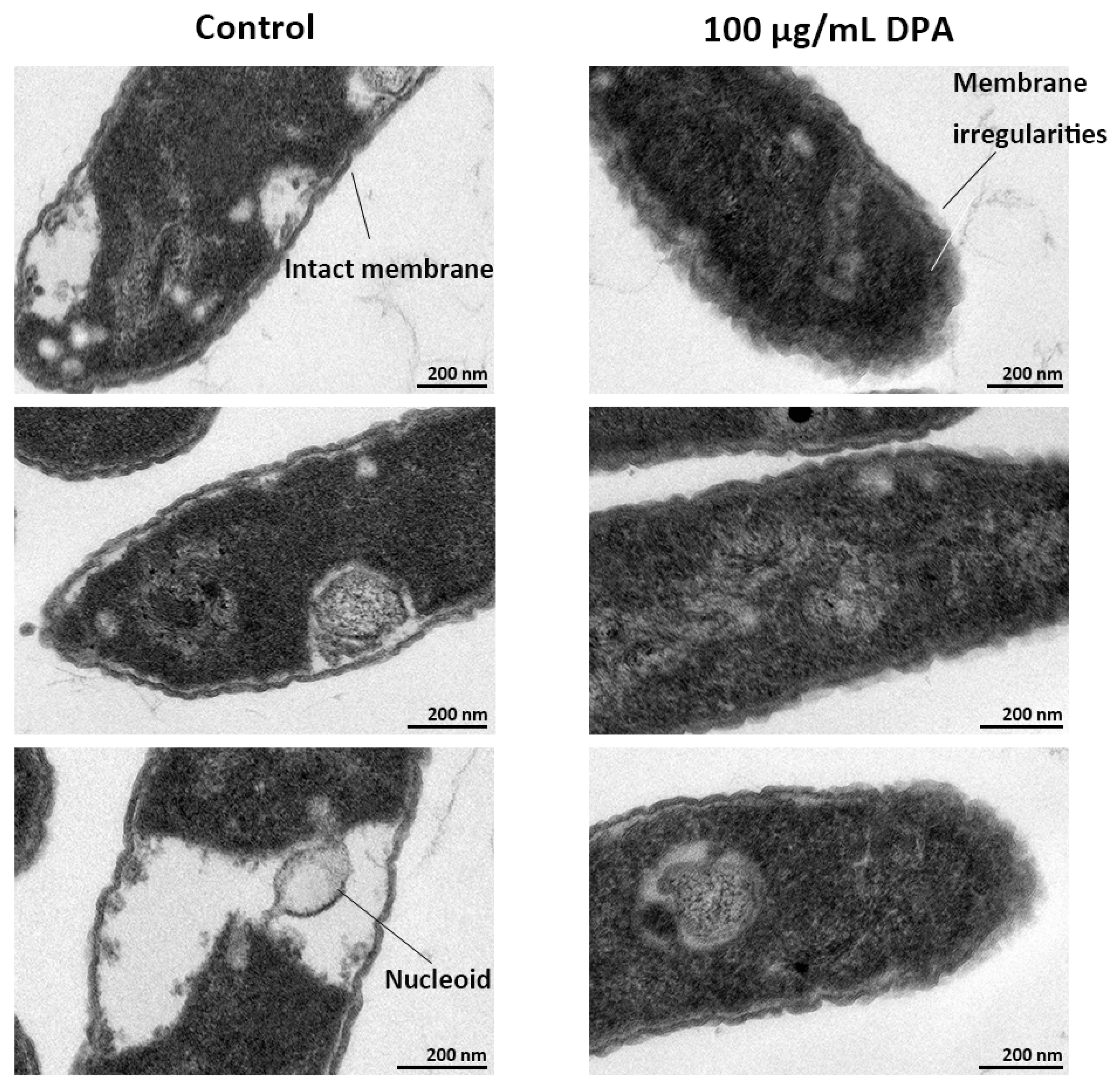 Biomolecules 16 00605 g006 Biomolecules 16 00605 g006