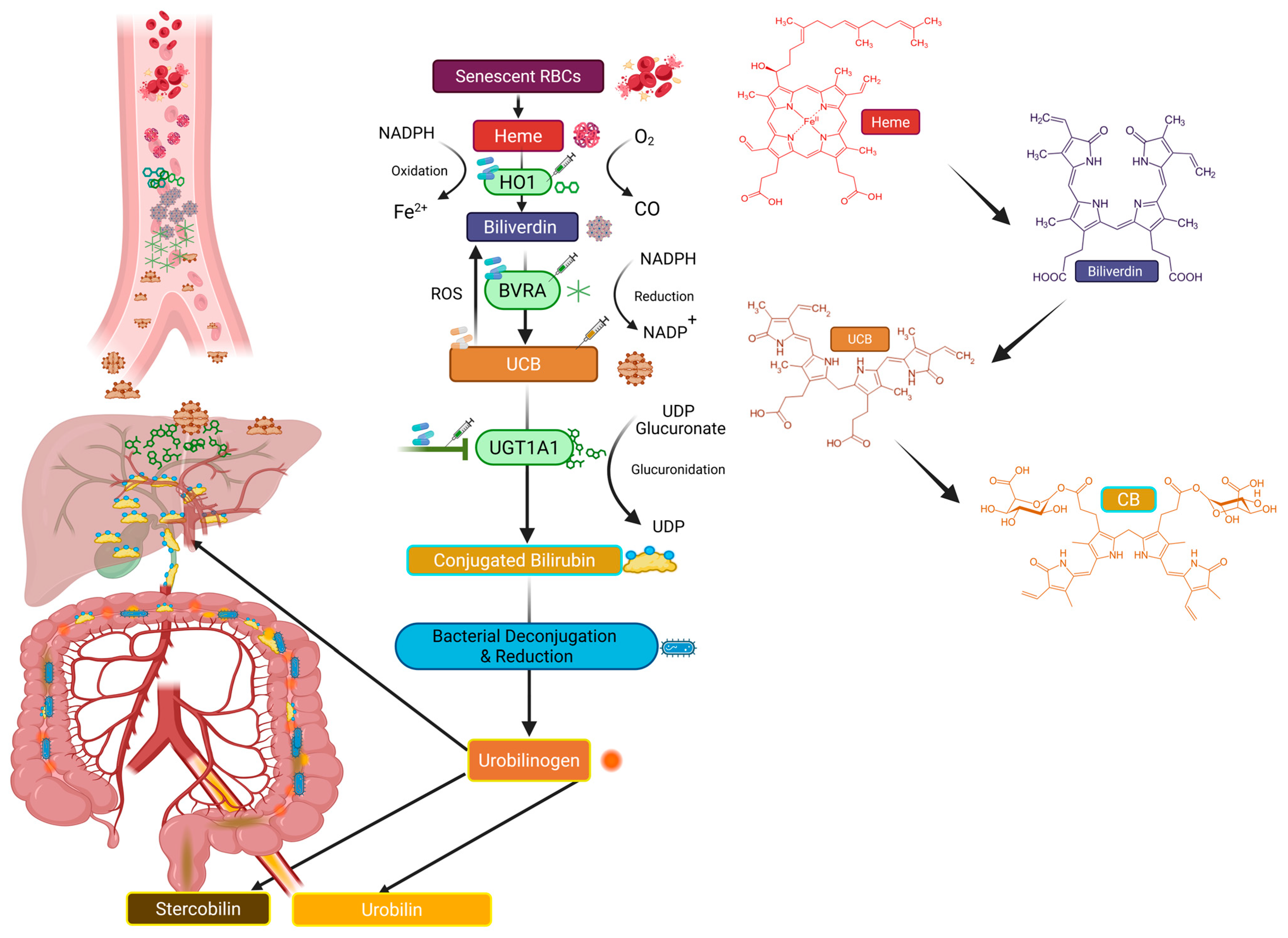 Biomolecules 16 00625 g001 Biomolecules 16 00625 g001