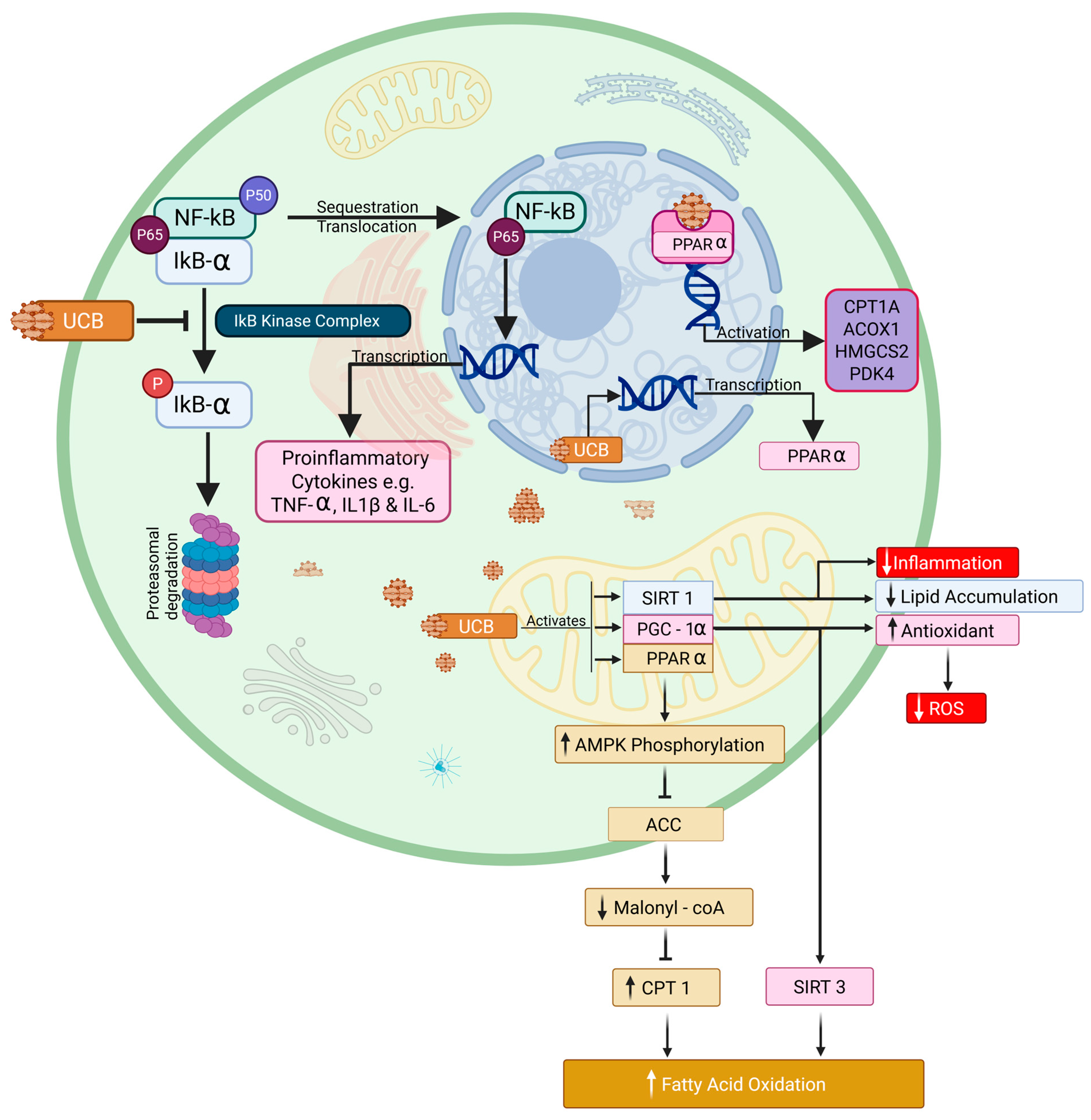 Biomolecules 16 00625 g003 Biomolecules 16 00625 g003